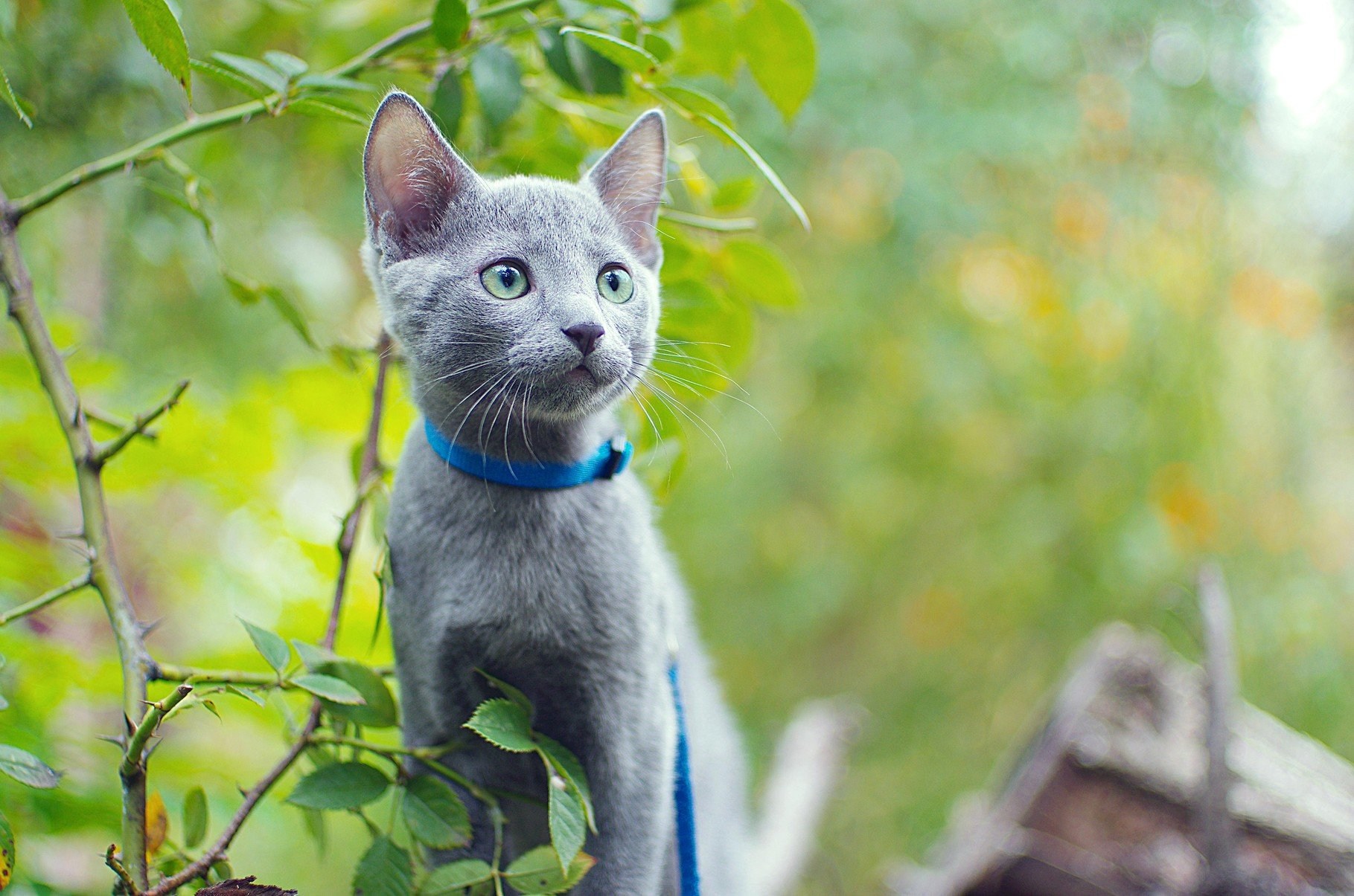 Russian cat. Русская голубая котенок. Московская голубая. Русский голубой кот. Русская голубая кошка Эстетика.