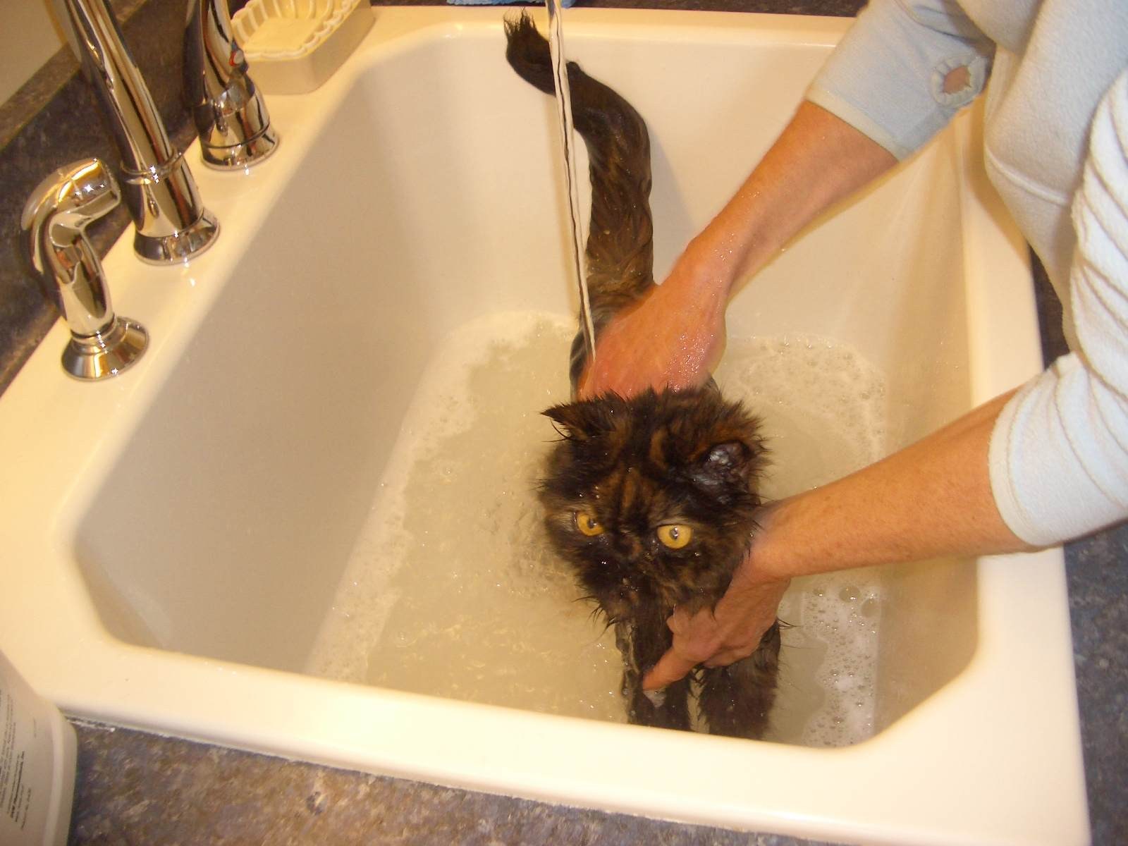 Моем кошку правильно. Купание кота. Мытье котов. Помытый котенок. Искупанный кот.