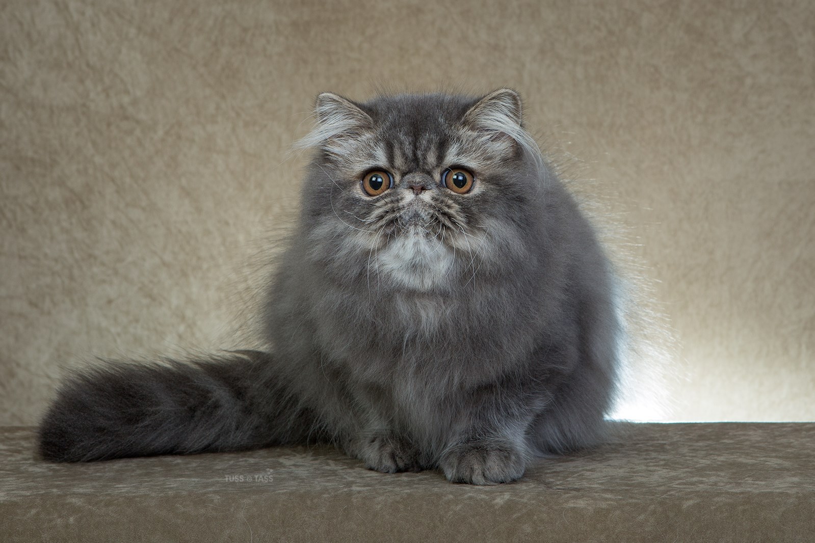 Персидская кошка табби Браун