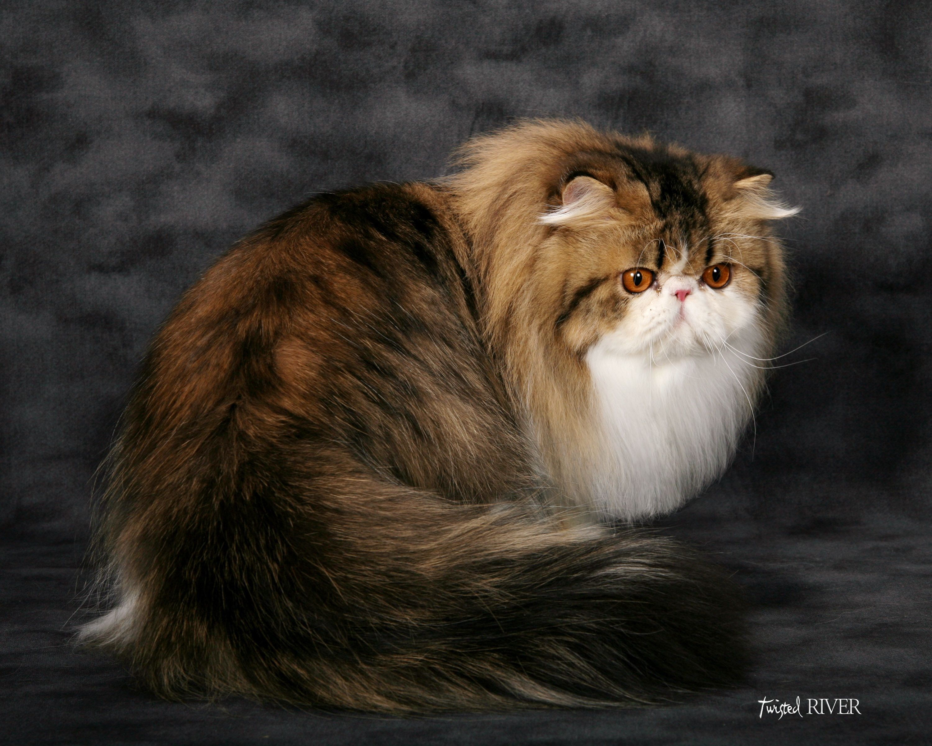 Как ухаживать за персидским. Персидская длинношерстная кошка. Экзот Браун табби. Порода кошек персидский экзотический длинношерстный. Экзот кошка длинношерстная.