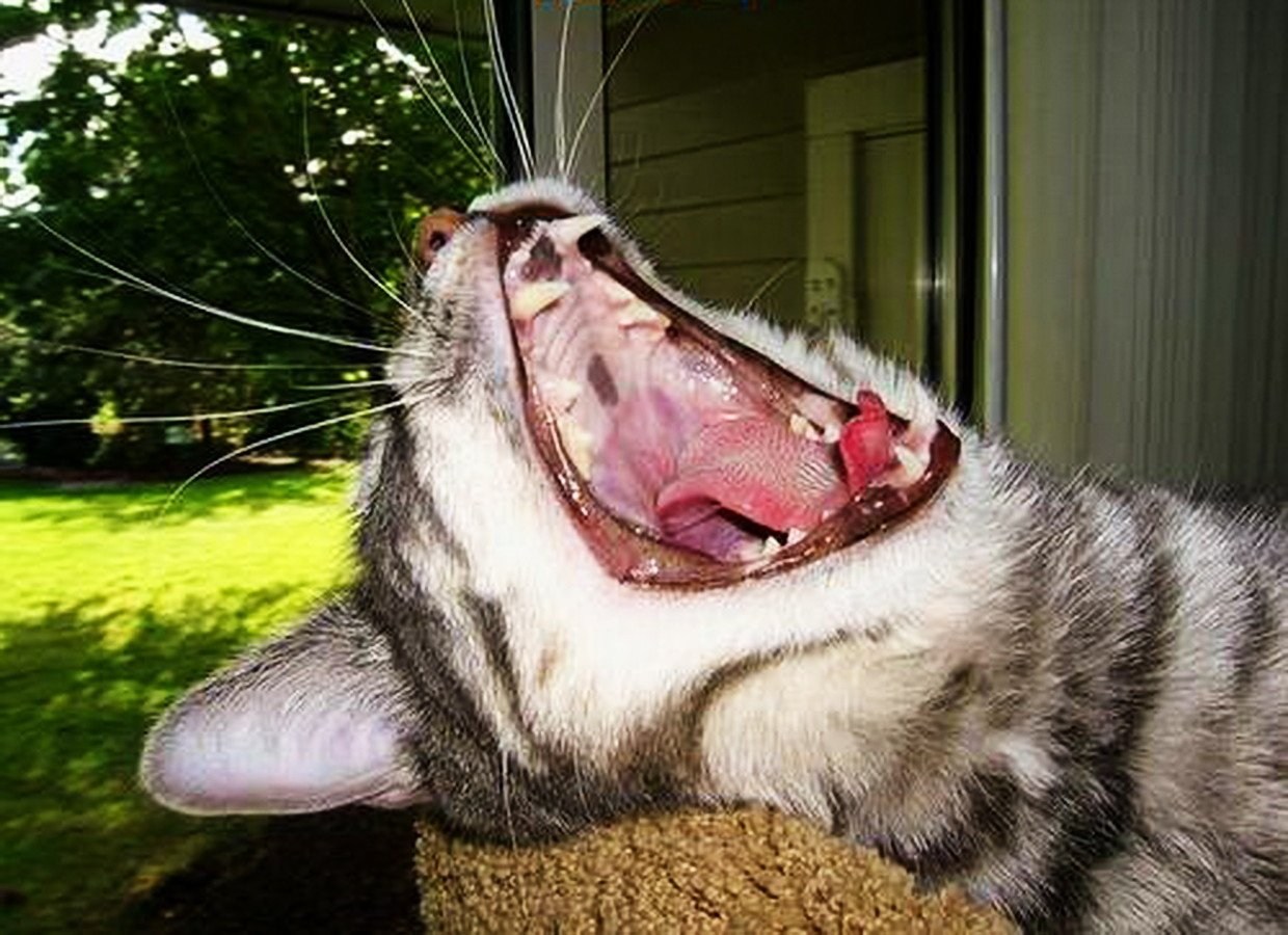 Открывай пасть. Кот зевает. Кошка с открытым ртом.