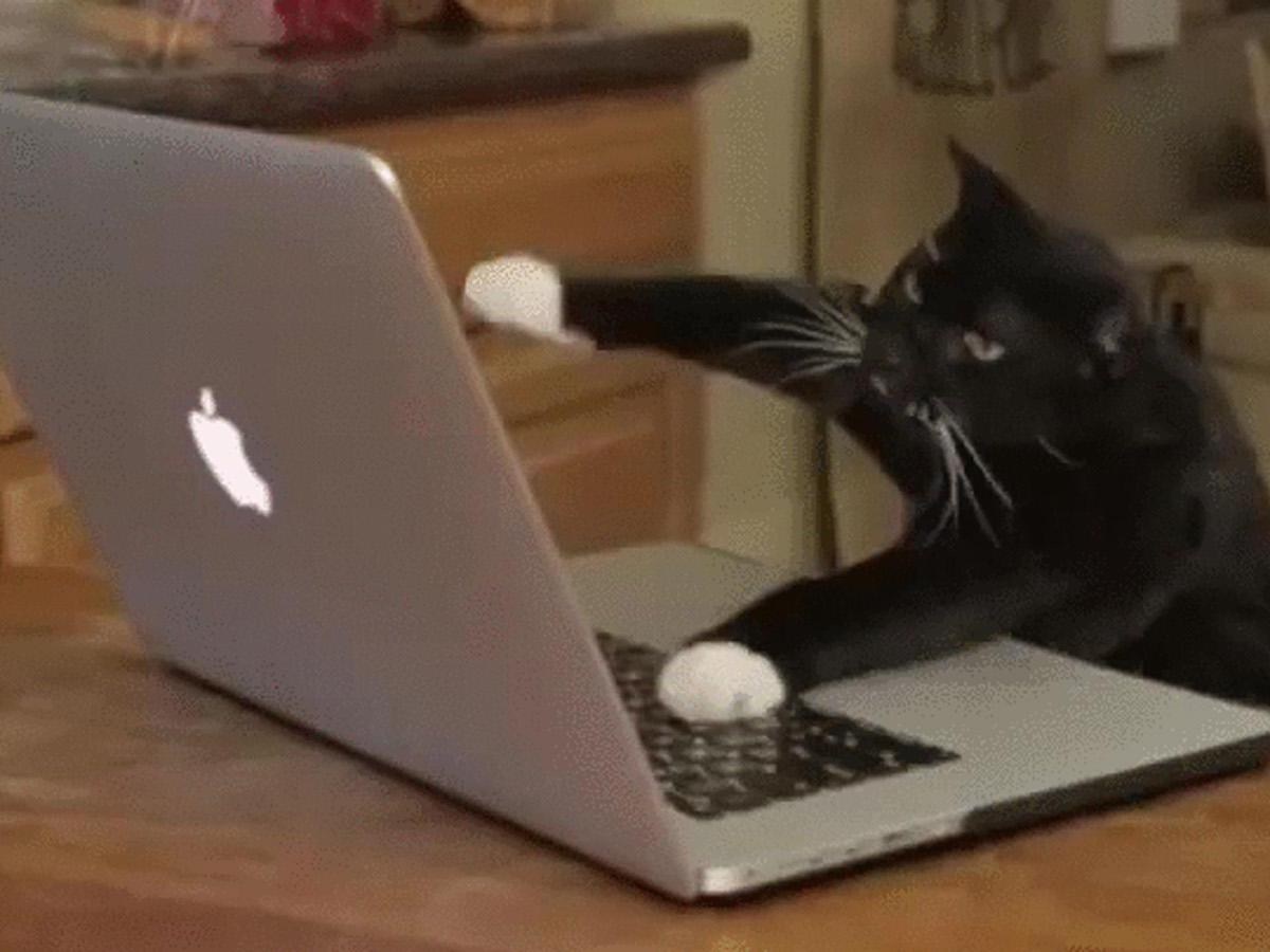 Crazy typing gif