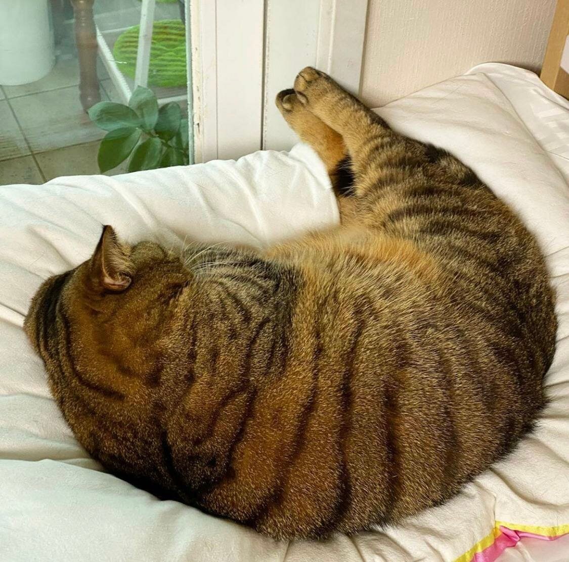 Толстый полосатый кот