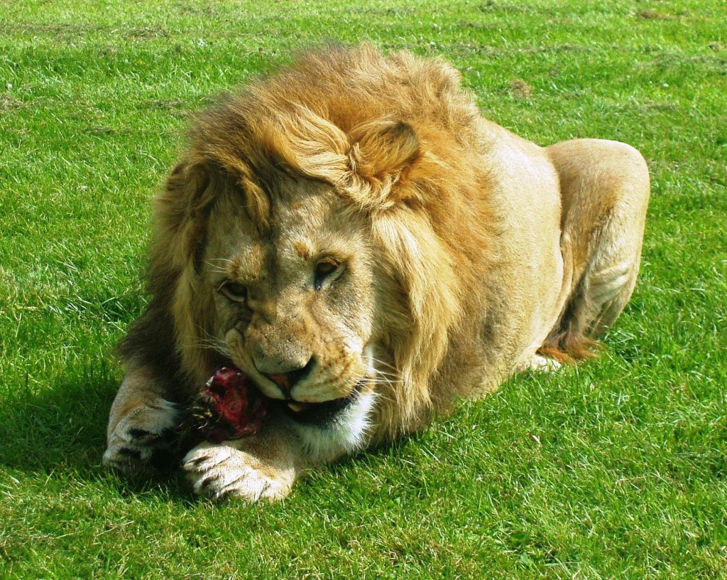 Чем питаются львы - картинки и фото koshka.top