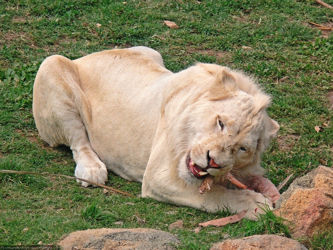 Лев ест живем. Заповедник Тимбавати белый Лев. Белые львы Тимбавати. Белый Лев (Panthera Leo krugeri). Лев альбинос.