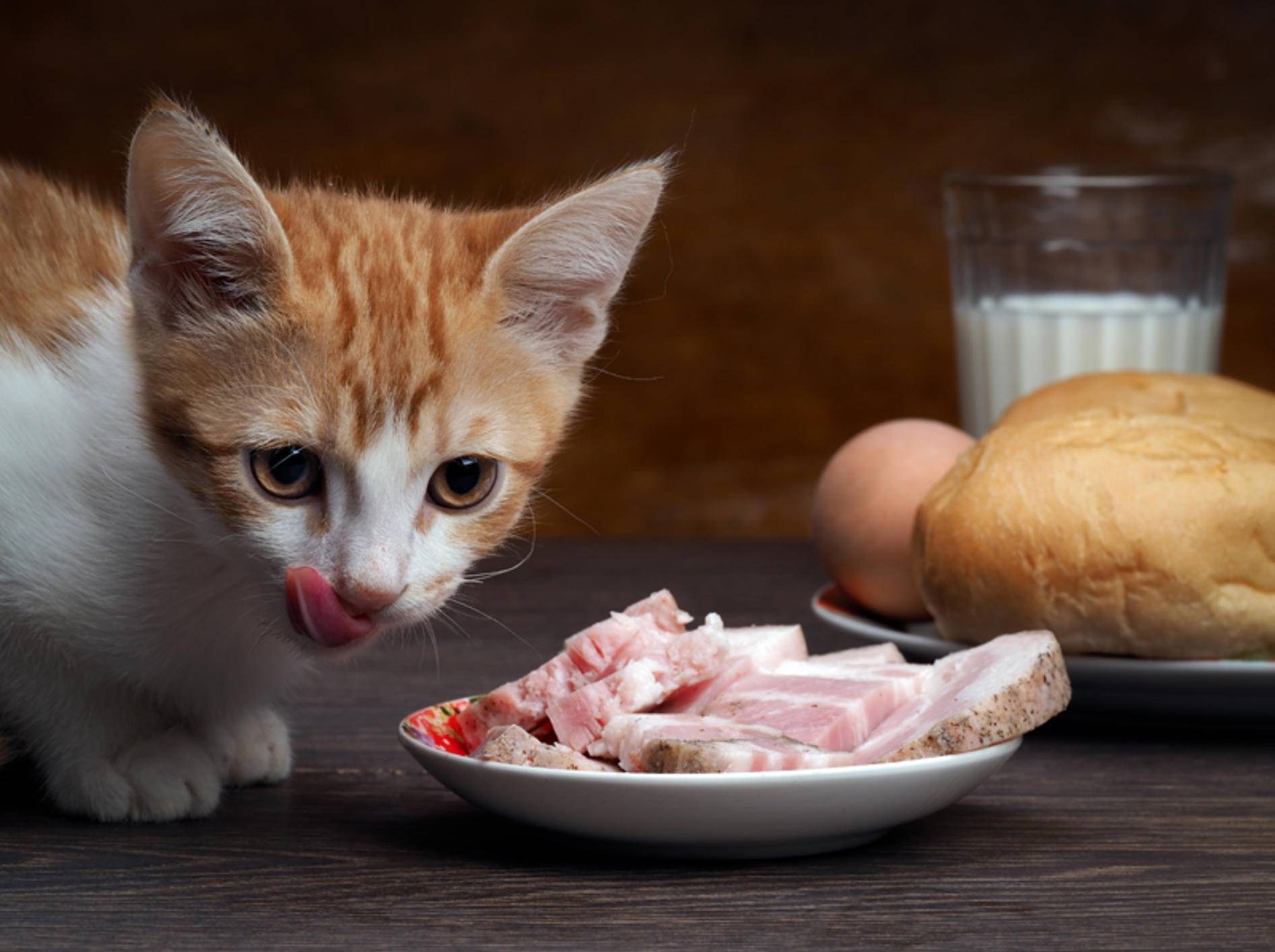 Кот и сало. Котенок кушает. Вечену едят просто так. Мясо для кошек купить