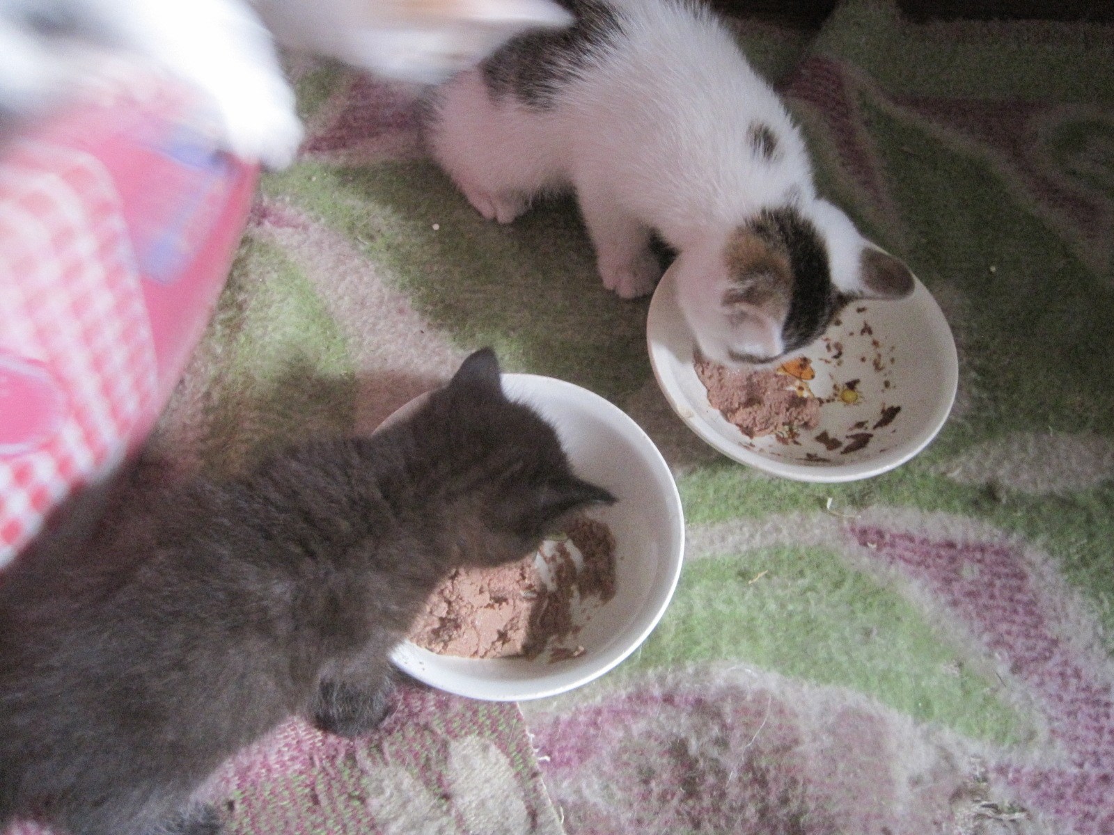 Котенку месяц чем кормить без матери. Подкармливание котят. Еда для котят 1 месяц. Накорми котенка.