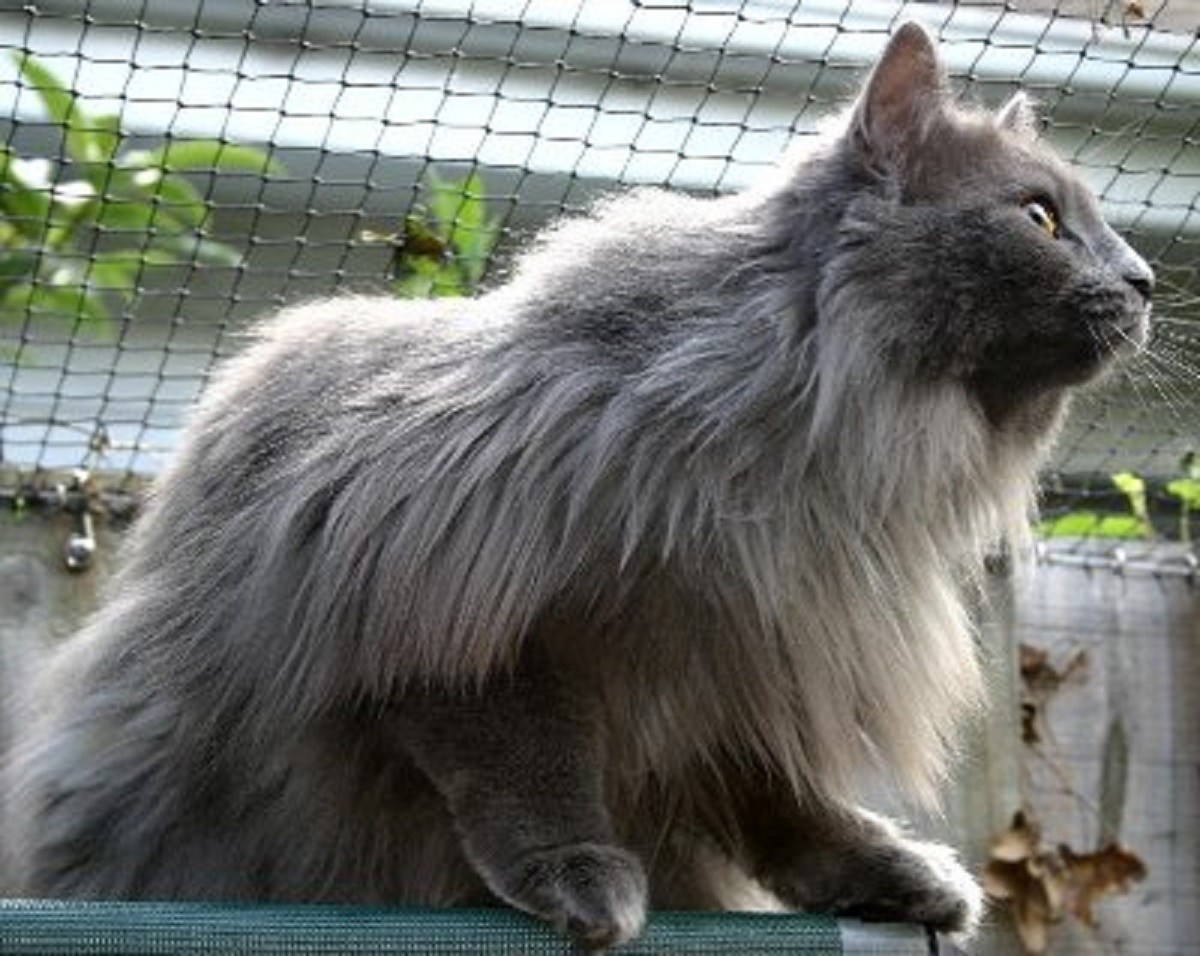Норвежская Лесная кошка голубого окраса