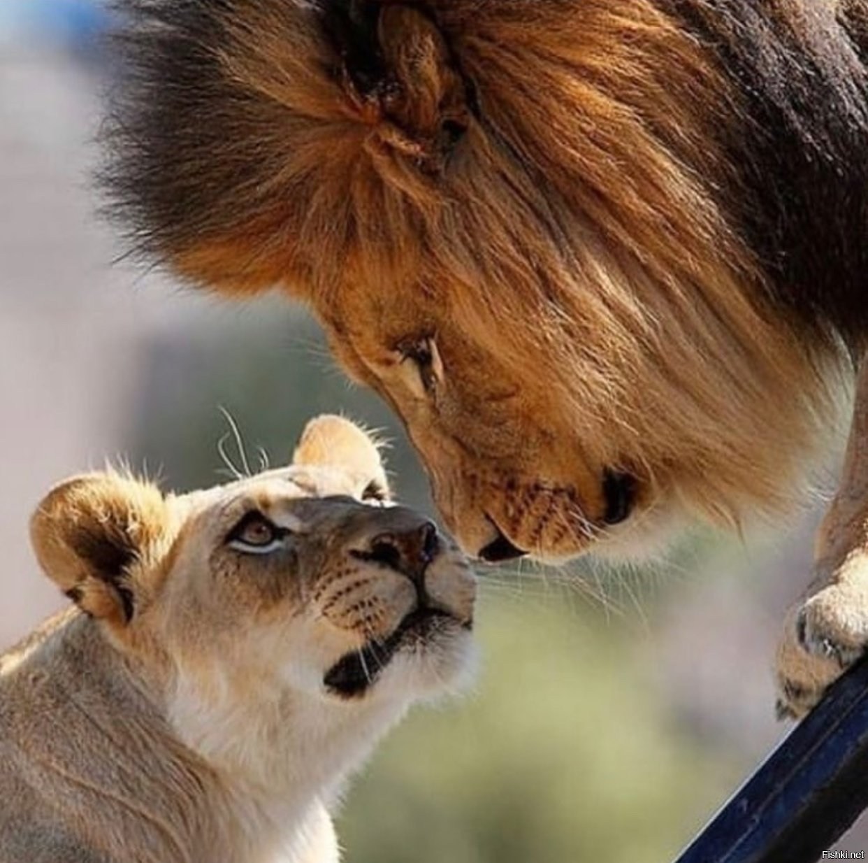 Скучаю лев. Лев и львица любовь. Пара животных. Влюбленные львы. Львы обнимаются.