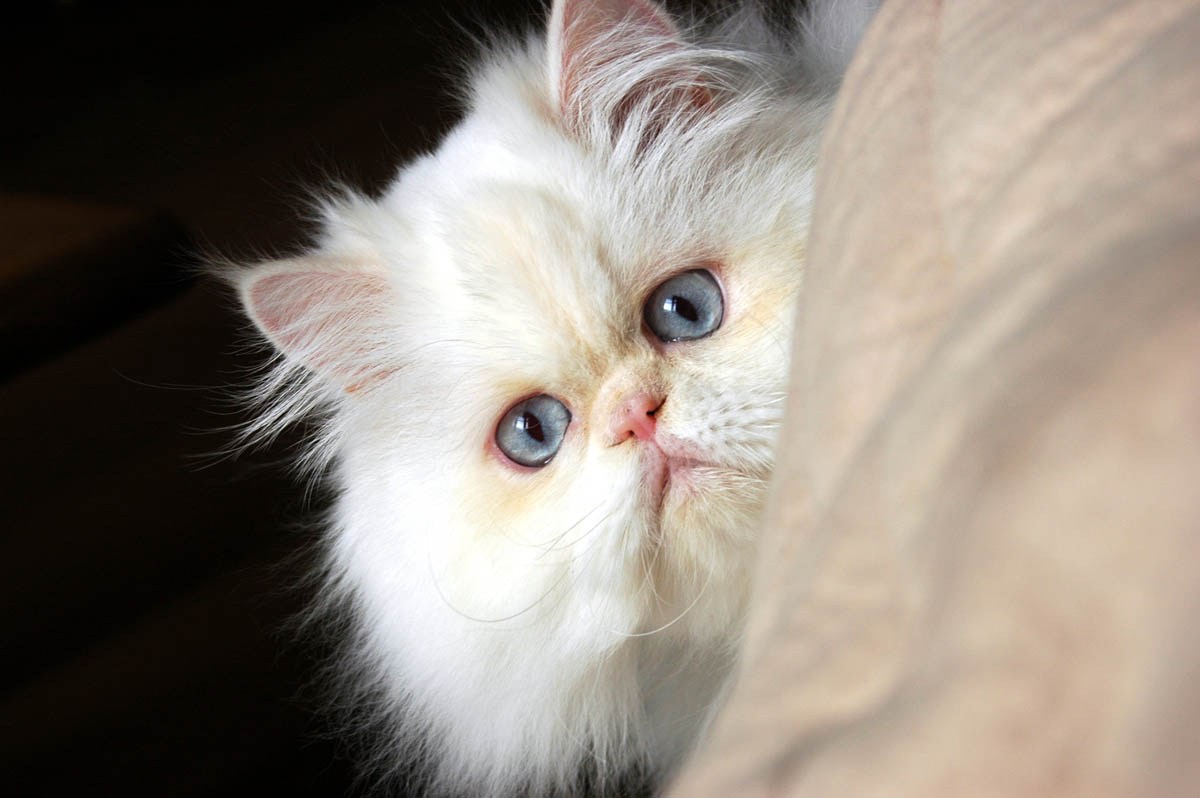 Белый кот на черном фоне персидский