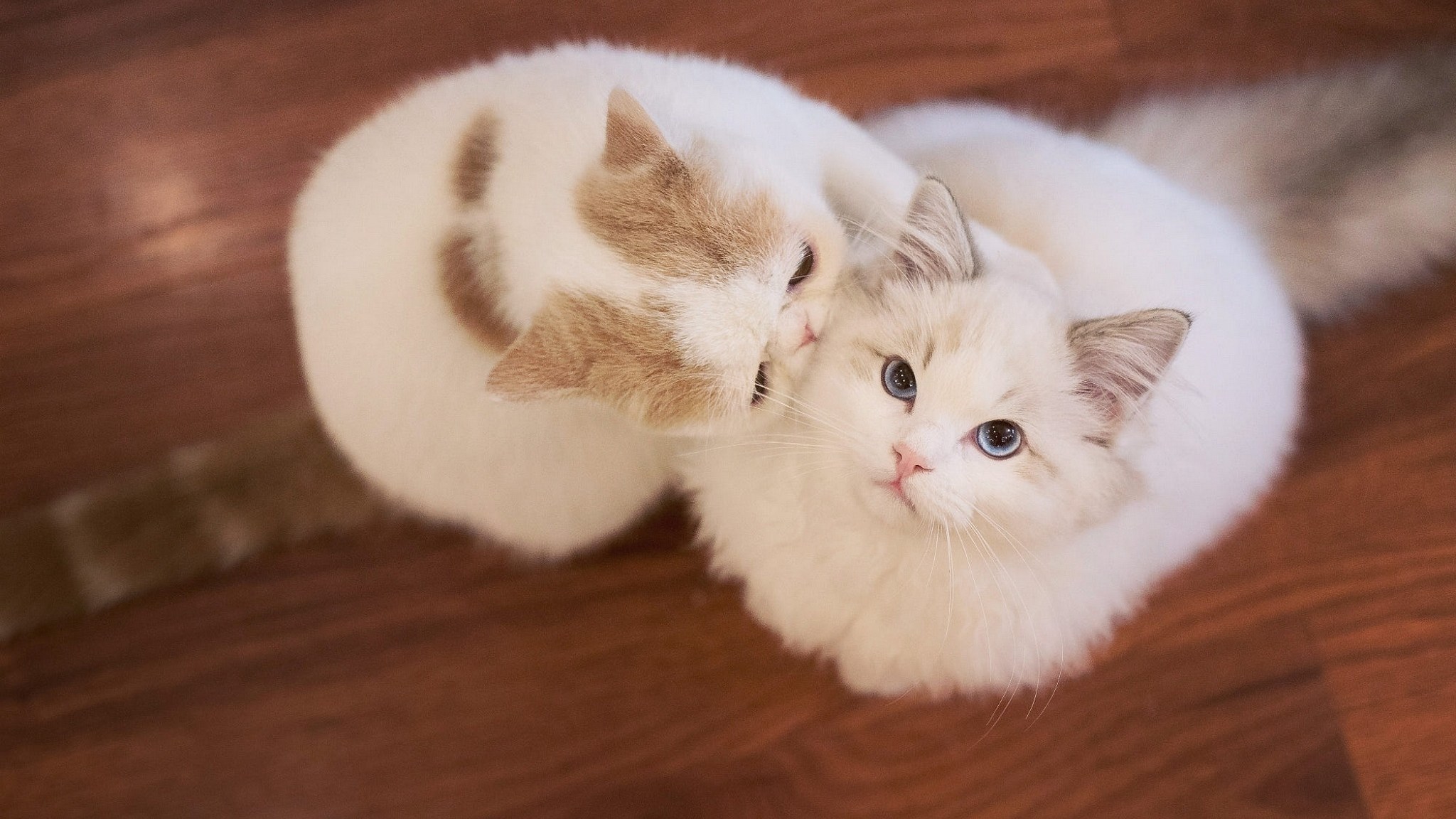 Фото котиков милых и няшных с надписями
