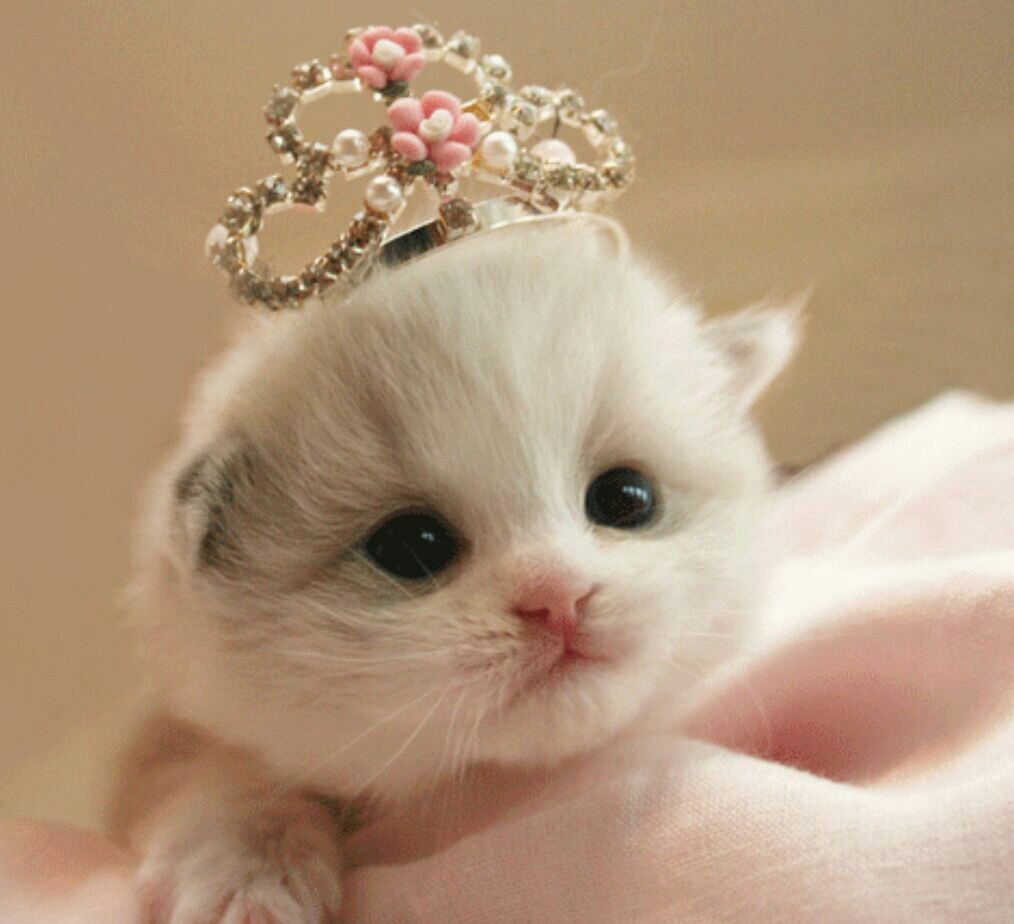 Шар кошка с короной