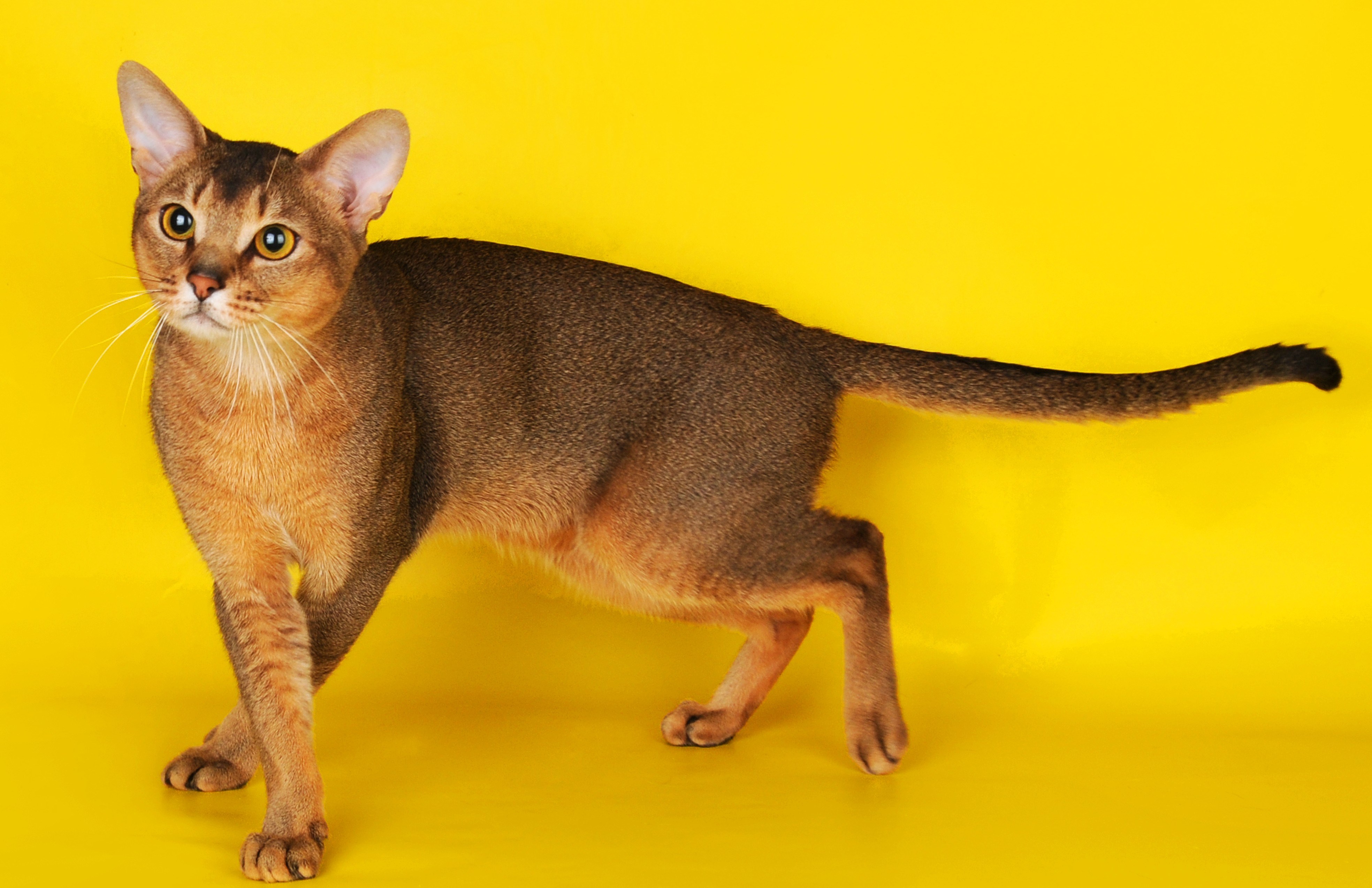 Абиссинская кошка фото цена