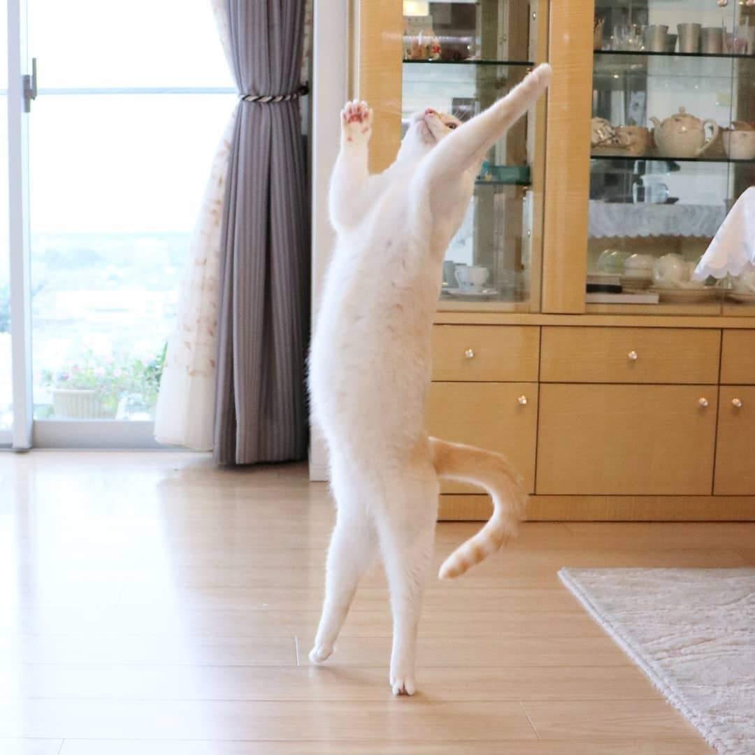 Танцующий кот Чако из Японии