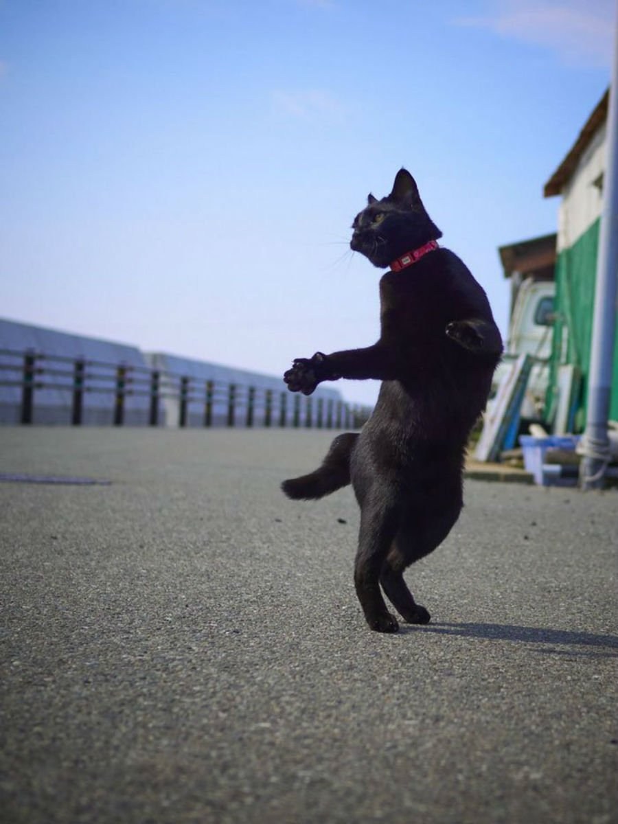 Кошка на двух ногах. Танцующий кот. Черный кот танцует. Котик танцует. Кот пляшет.