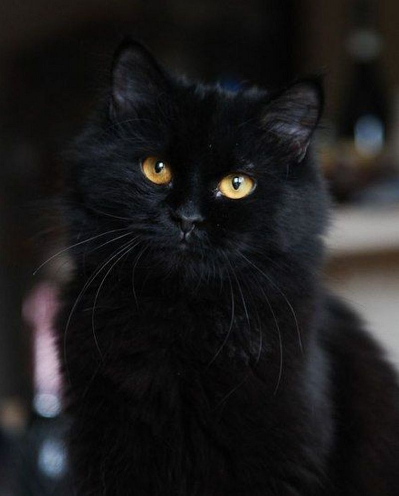Черная сибирская кошка