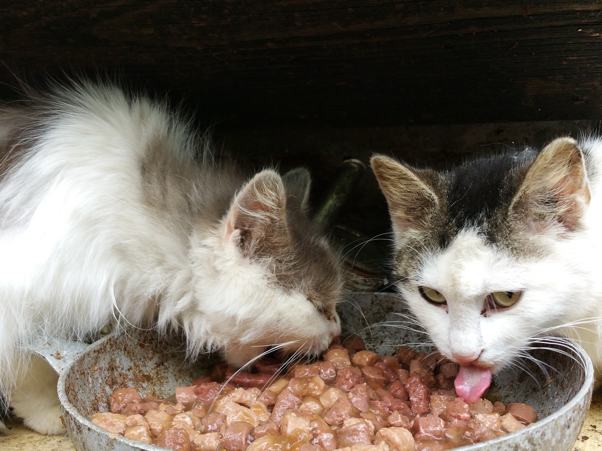 Где есть кошки. Кошка ест. Кормление кота. Кормящая кошка. Два кота кушают.