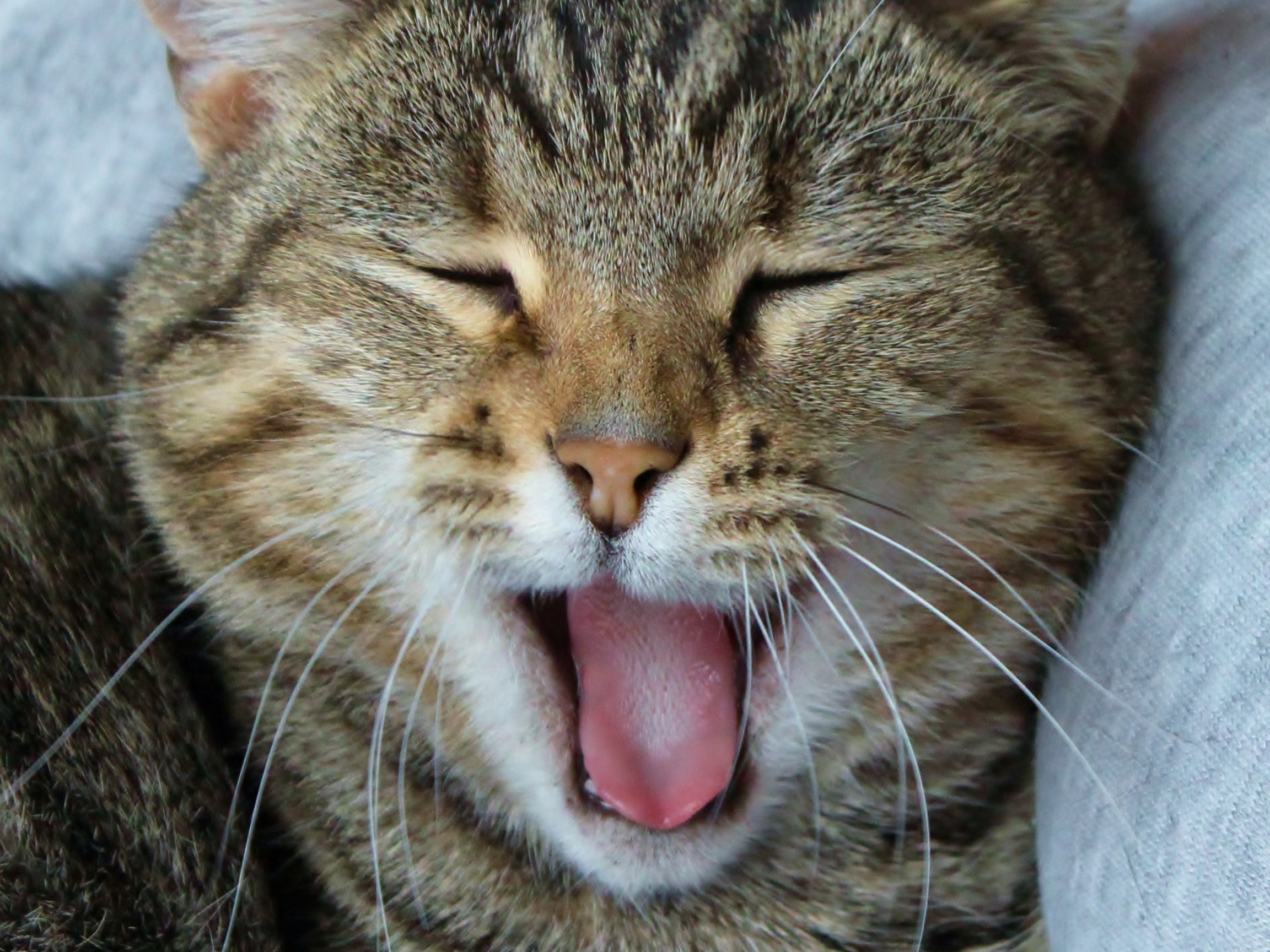 Спать с высунутым языком. Зевающие коты. Котик зевает. Довольная морда.