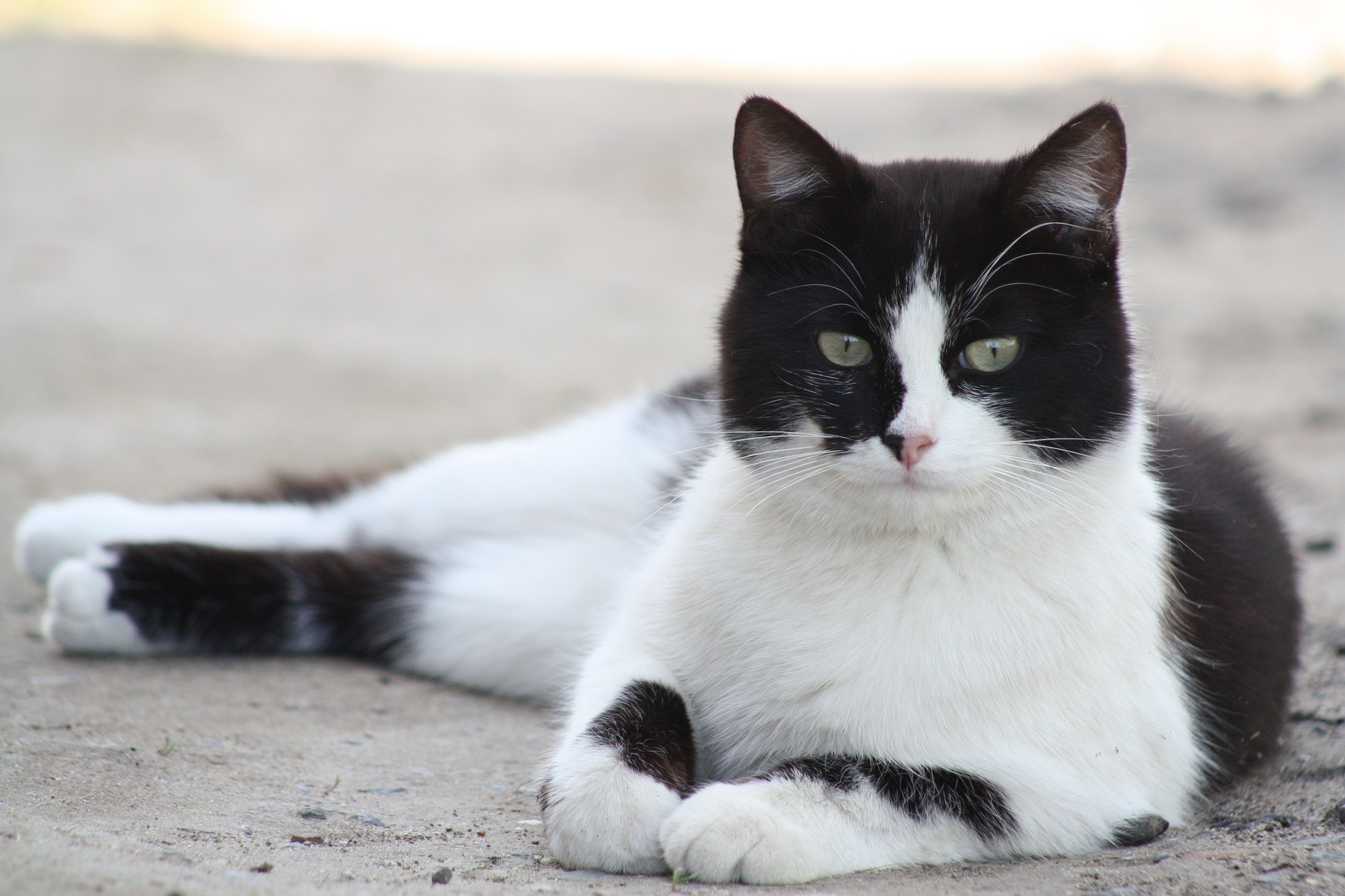 Черно белый кот окрас. Короткошерстная европейская кошка биколор. Сибирская биколор короткошерстная кошка. Европейская короткошерстная кошка черно-белая. Европейская короткошерстная кошка белая.