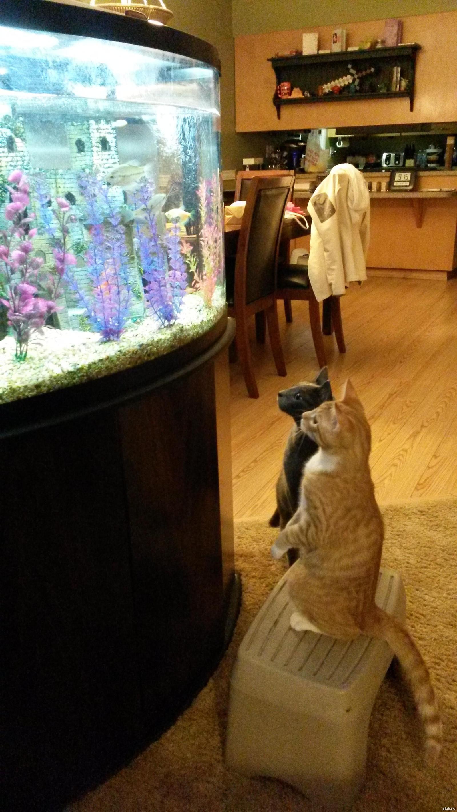 Аквариум для кота внутри. Кот и аквариум. Прикольные аквариумы. Аквариум с кошкой. Аквариум для котов.