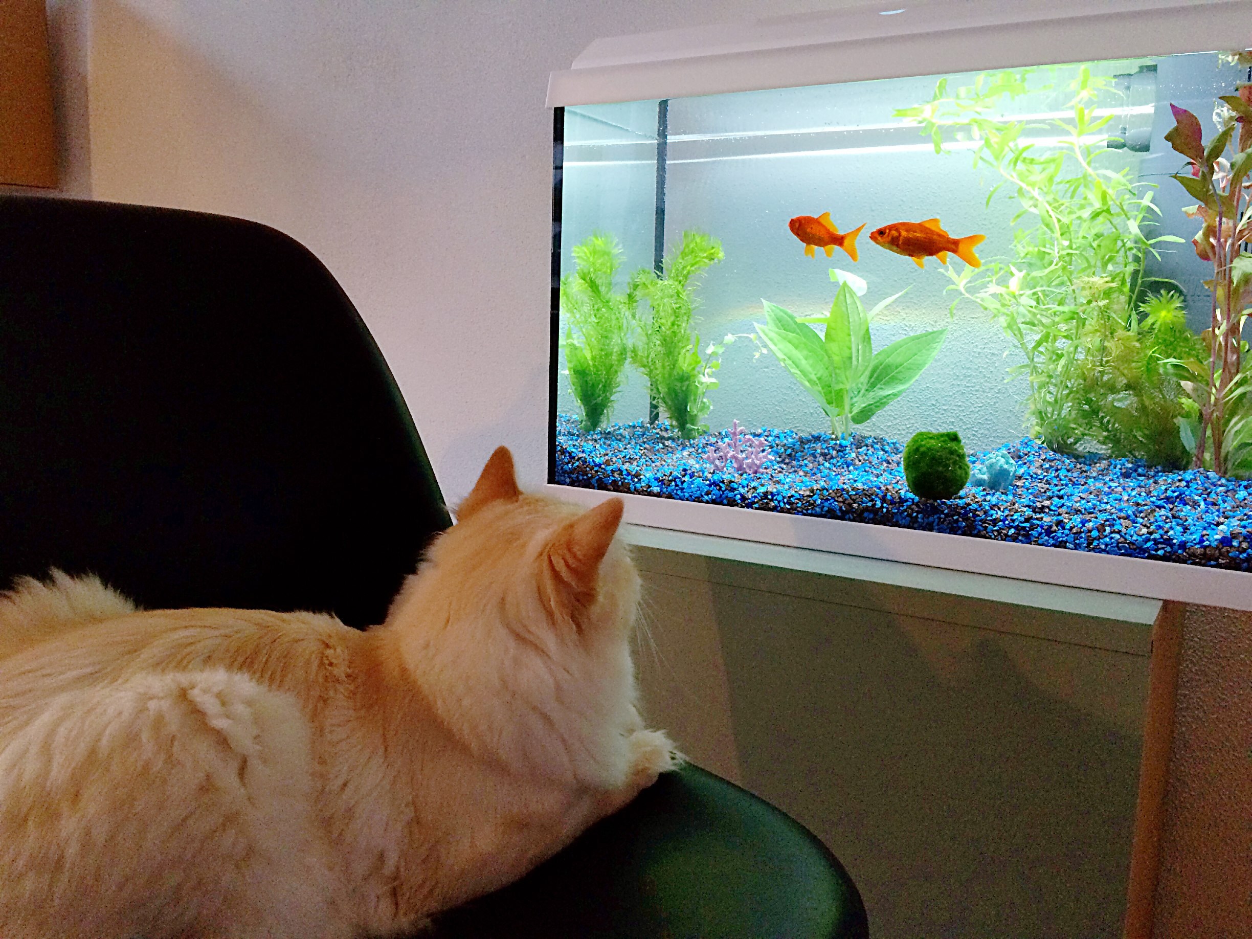 Аквариум наблюдать. Рыбки для аквариума. Золотая рыбка в аквариуме. Аквариум домашний с рыбками. Кот и аквариум.
