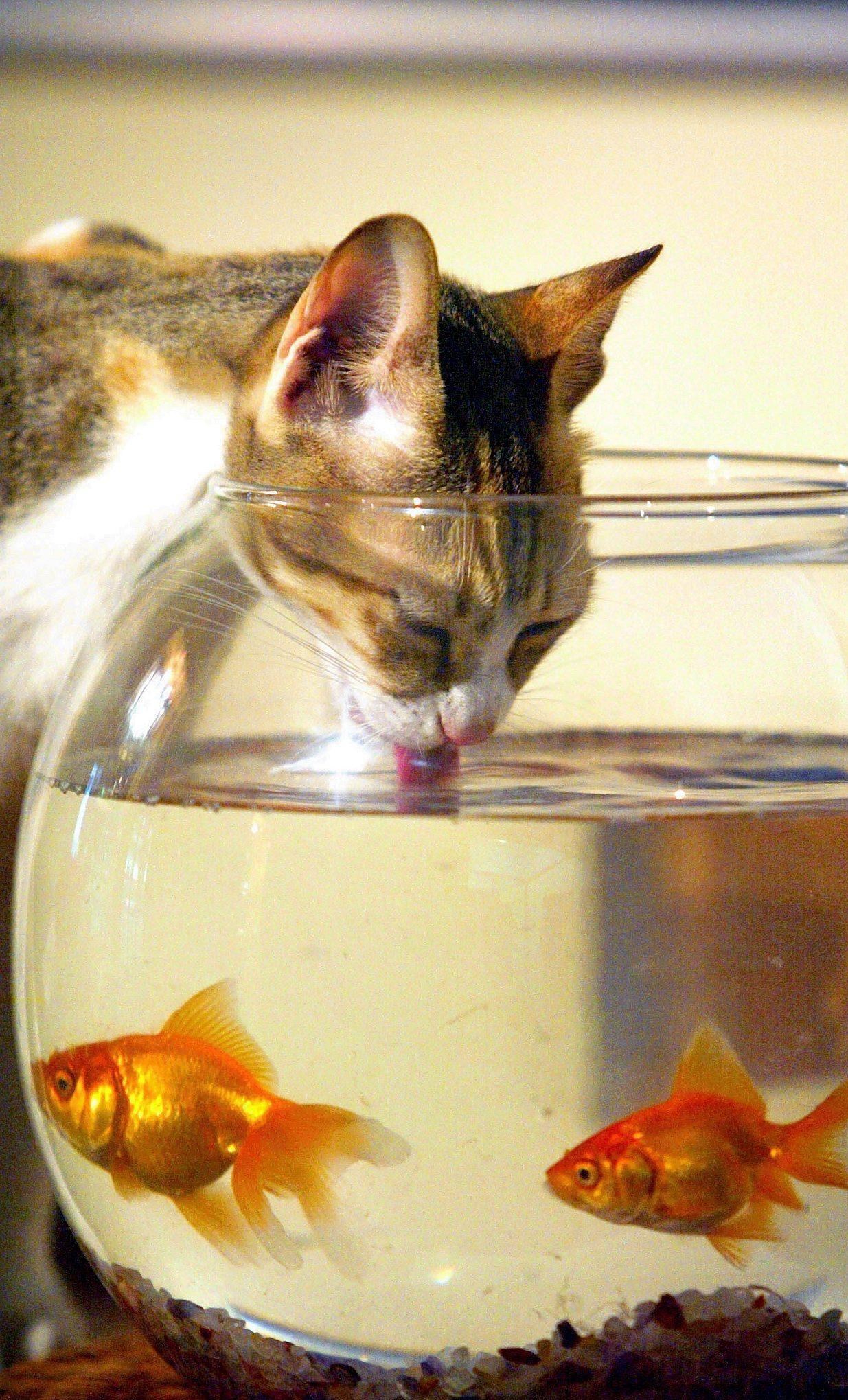 Увидел рыбок в аквариуме. Рыбка. Золотая рыбка в аквариуме. Аквариум с кошкой. Рыбки для кошек.