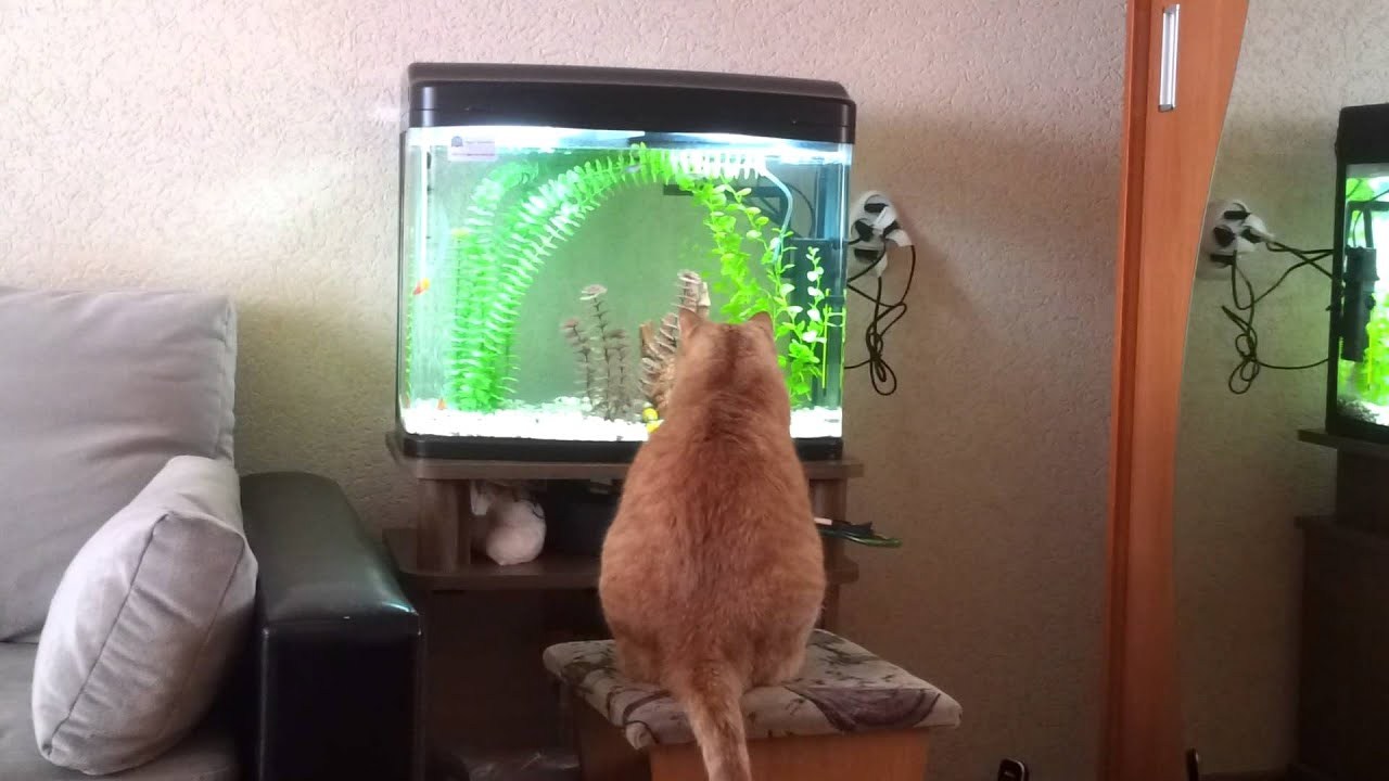 Аквариум для кота внутри. Аквариум телевизор для кота. Кот и телевизор. Коты в аквариуме. Кот перед аквариумом.