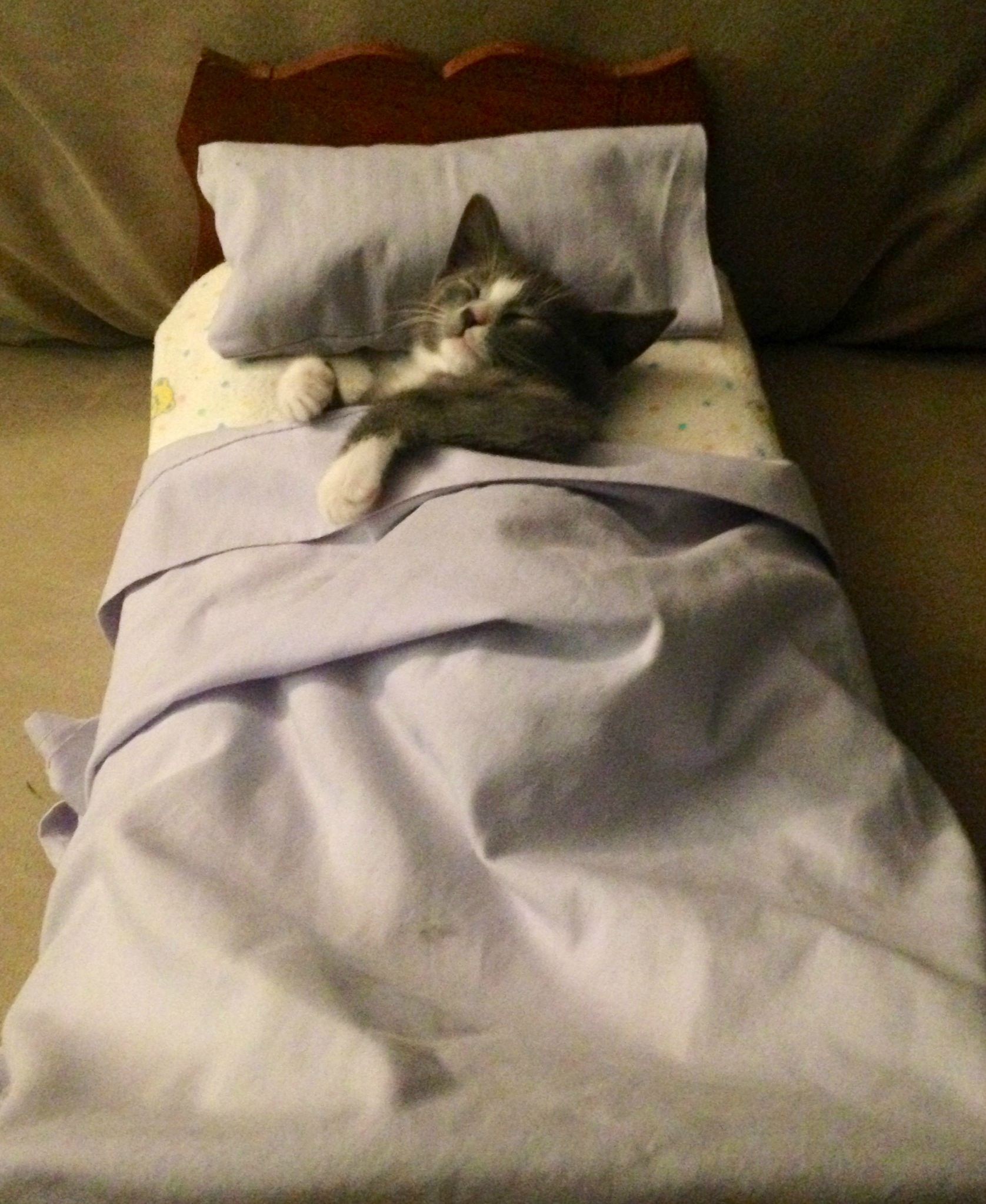 Положу их спать. Кот в кровати. Кот под одеялом.