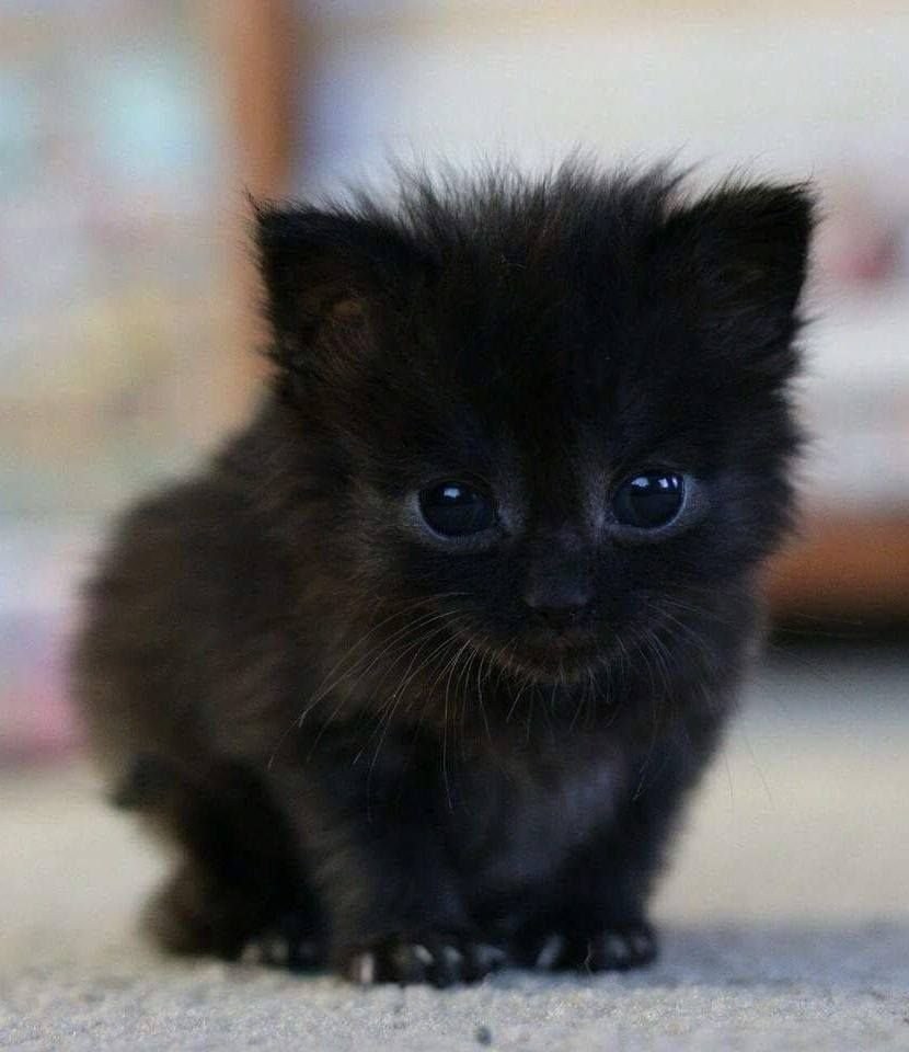 фото самого маленького котенка в мире