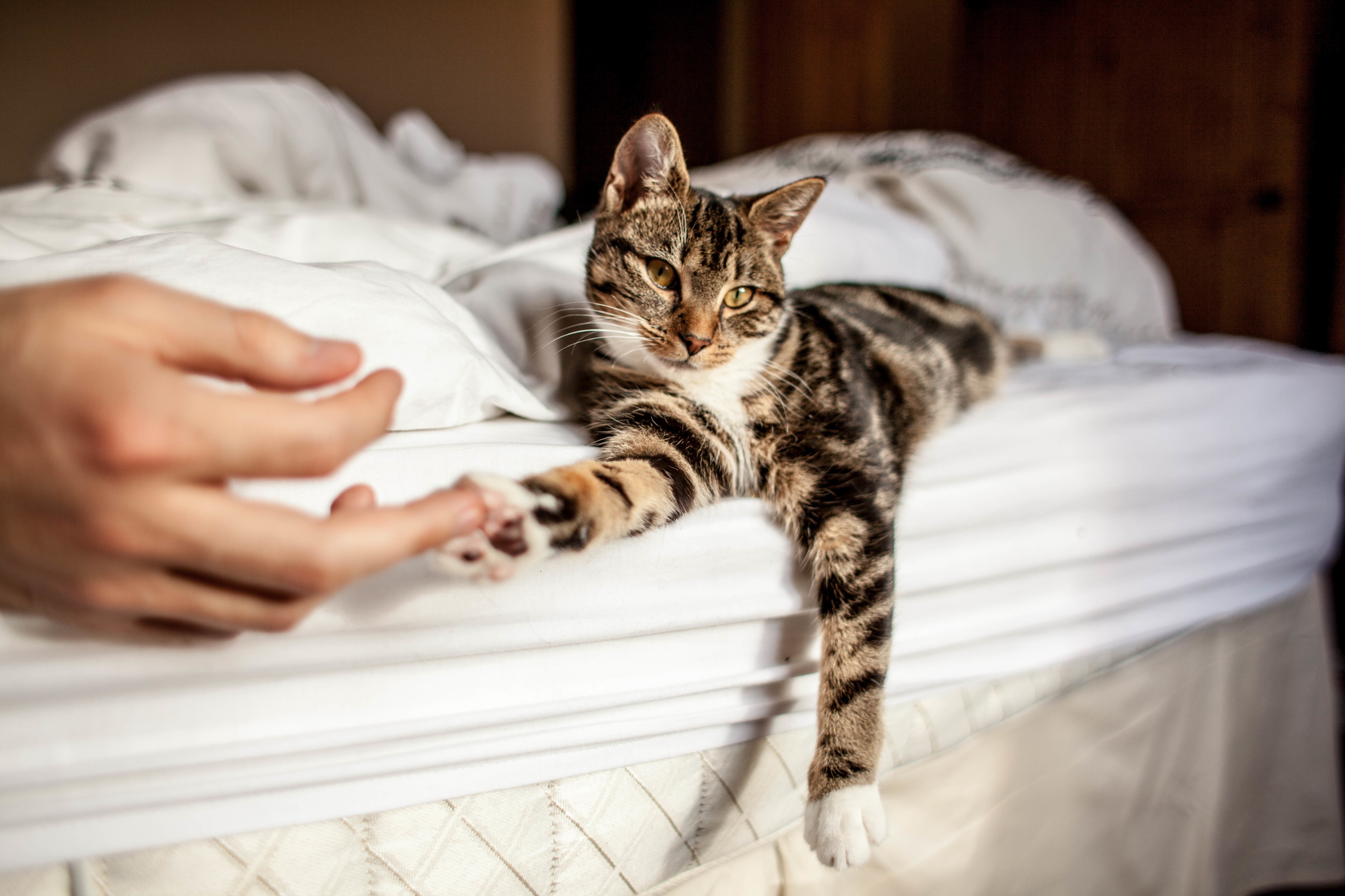 Лежу фото. Кровать для кошки. Кошка в постели. Кот на руках. Котик валяется на кровати.