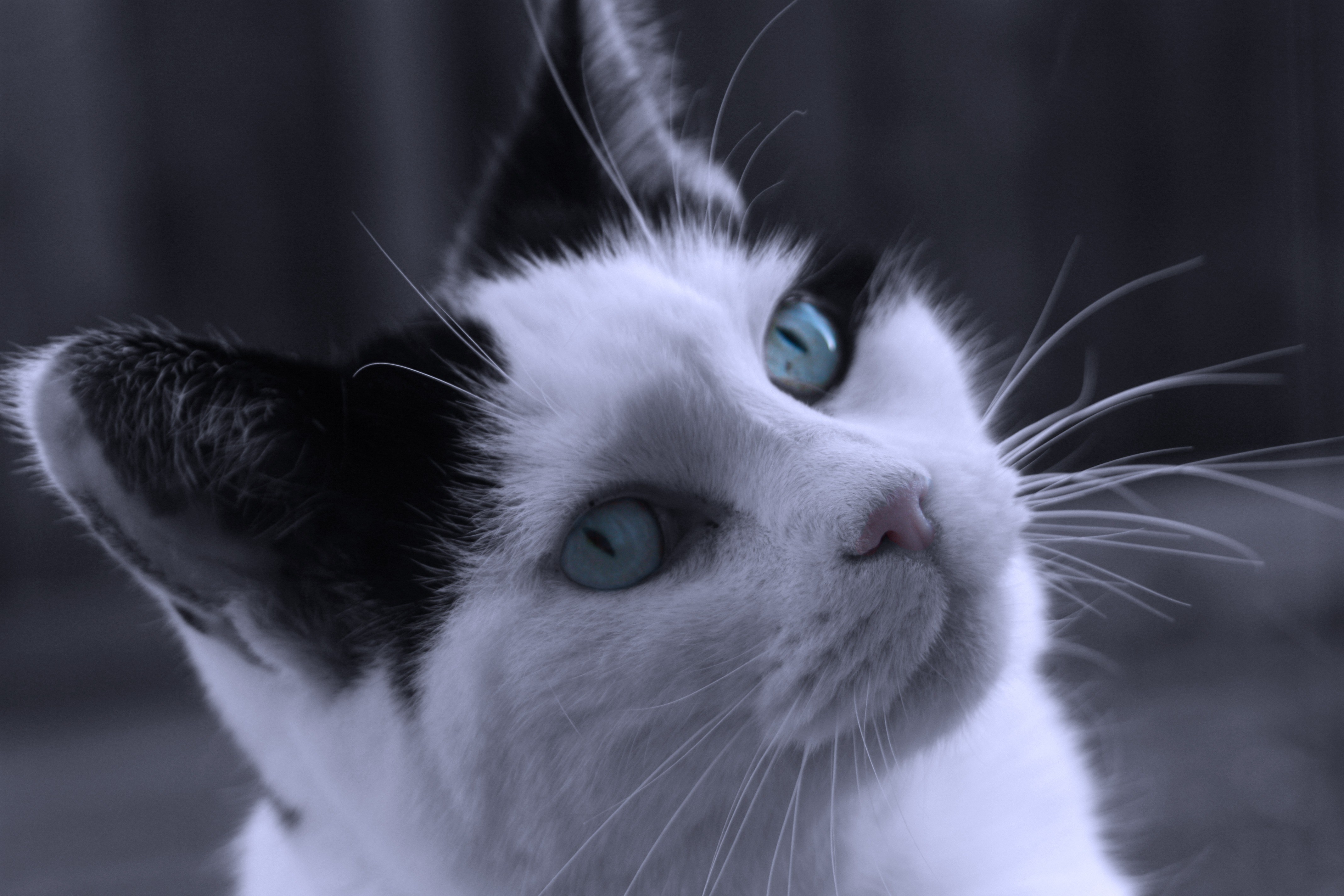 Музыка белая кошка. Кошка белая. Белая кошка с голубыми глазами. Черно белый кот. Черно белая кошка.