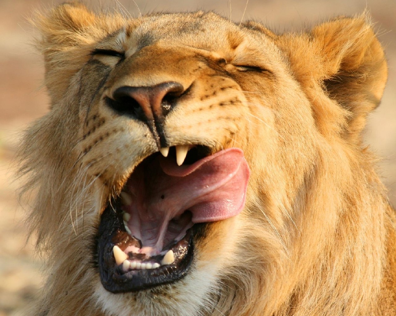 Foot tongue. Улыбка Льва. Львица с открытой пастью. Лев облизывается. Рык Льва.