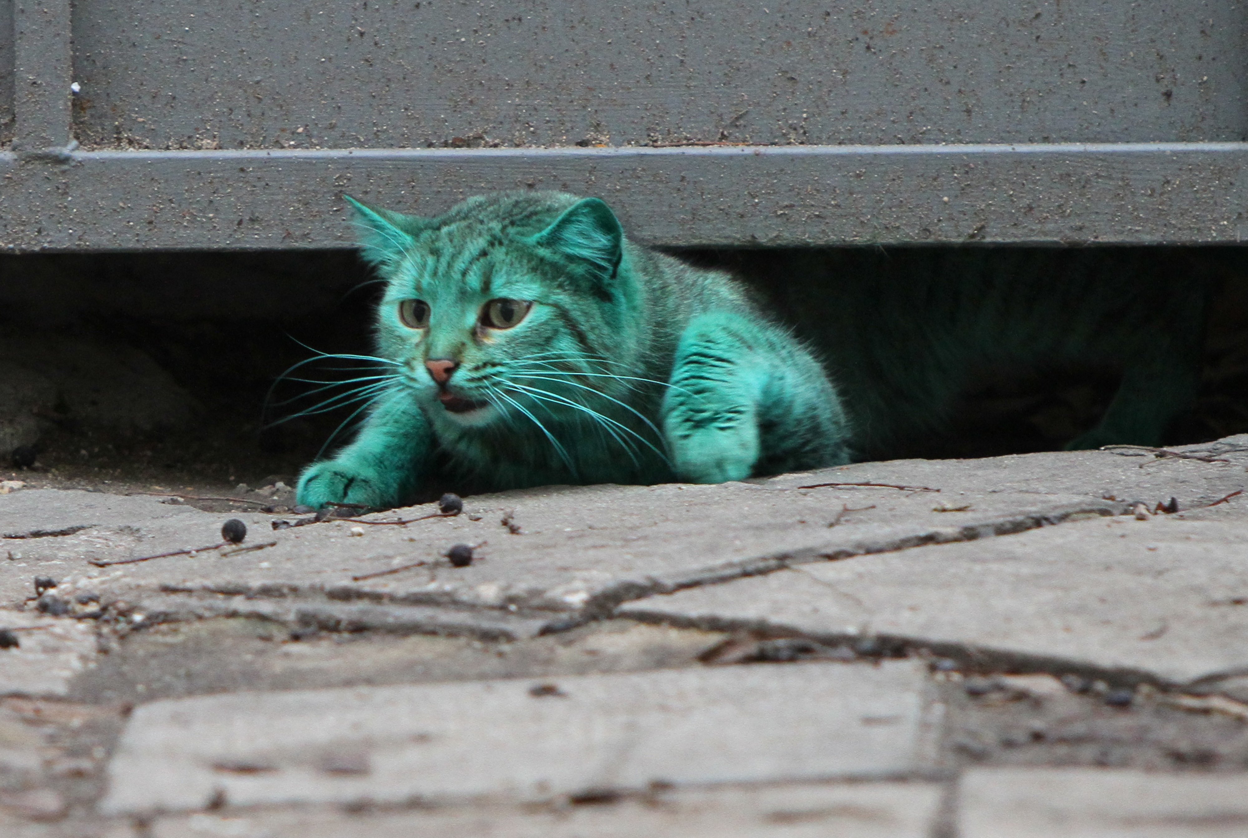 Зеленый кот. Зеленый кот Варна. Зеленая кошка. Бирюзовый кот. Темно зеленый кот.