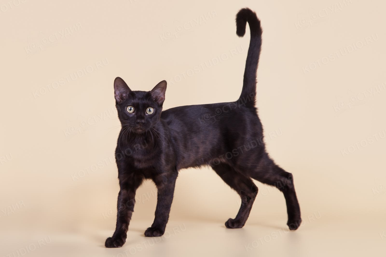 Бенгальская черная кошка - картинки и фото koshka.top