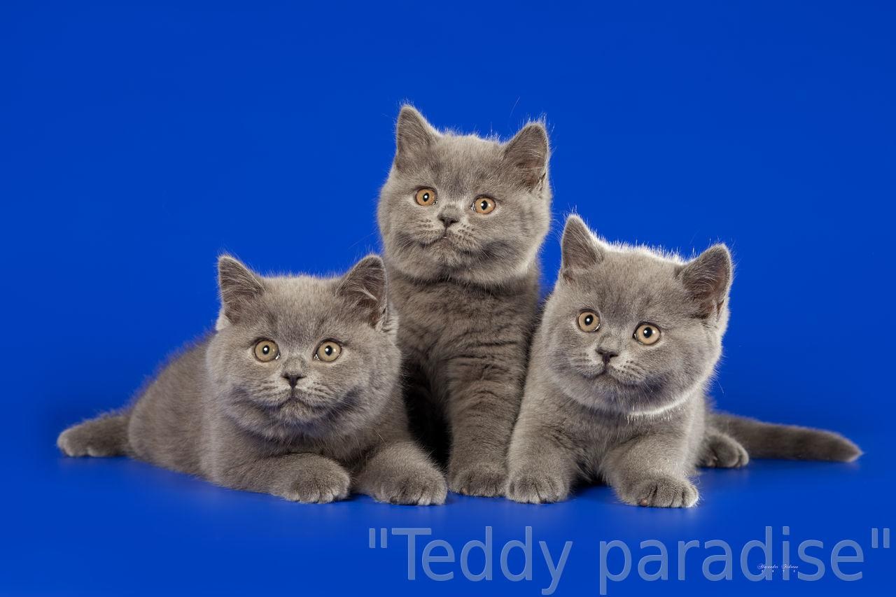 Купить британского котенка в спб. Пазл британский котенок. Кот британец голубого окраса и шотландец сравнить. Британские котята СПБ. Котенок и-16.