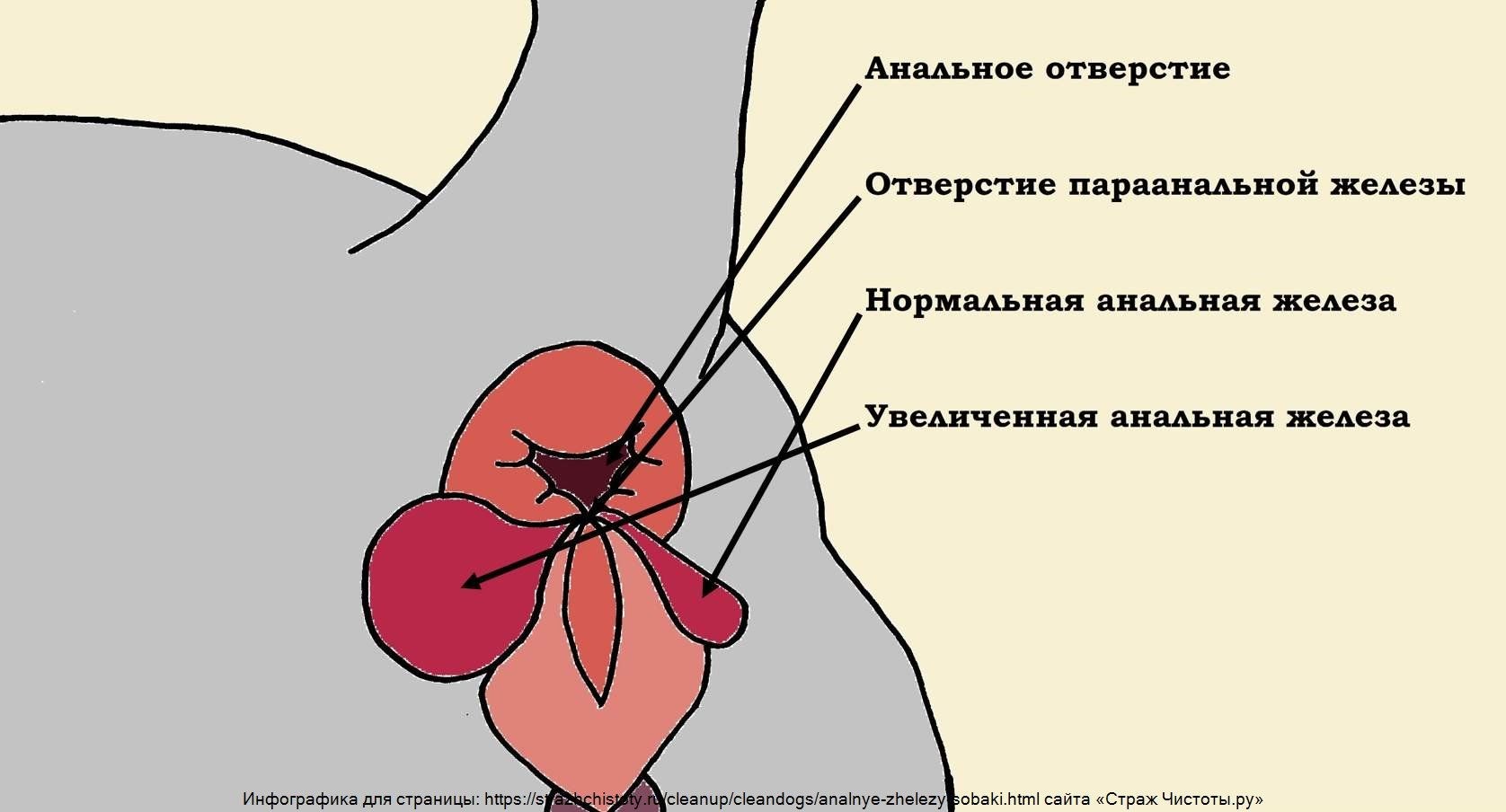 Промежностная грыжа. Ветеринарные центры 