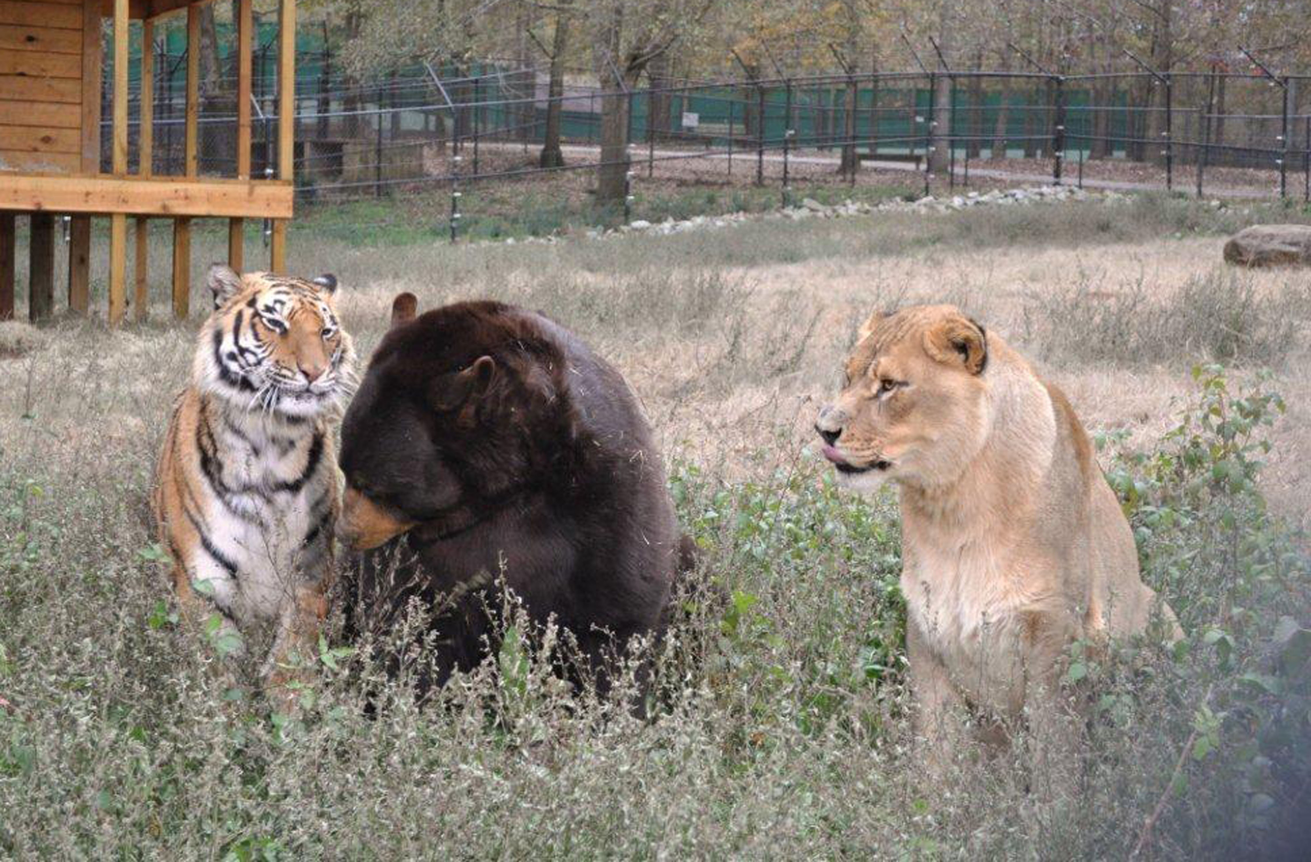 Тигр лев и медведь. Медведь балу, Лев Лео и тигр Шер-Хан. Балу Лео и Шерхан. Лев Лео тигр Шерхан и медведь балу. Медведь Лев и тигр живут вместе.