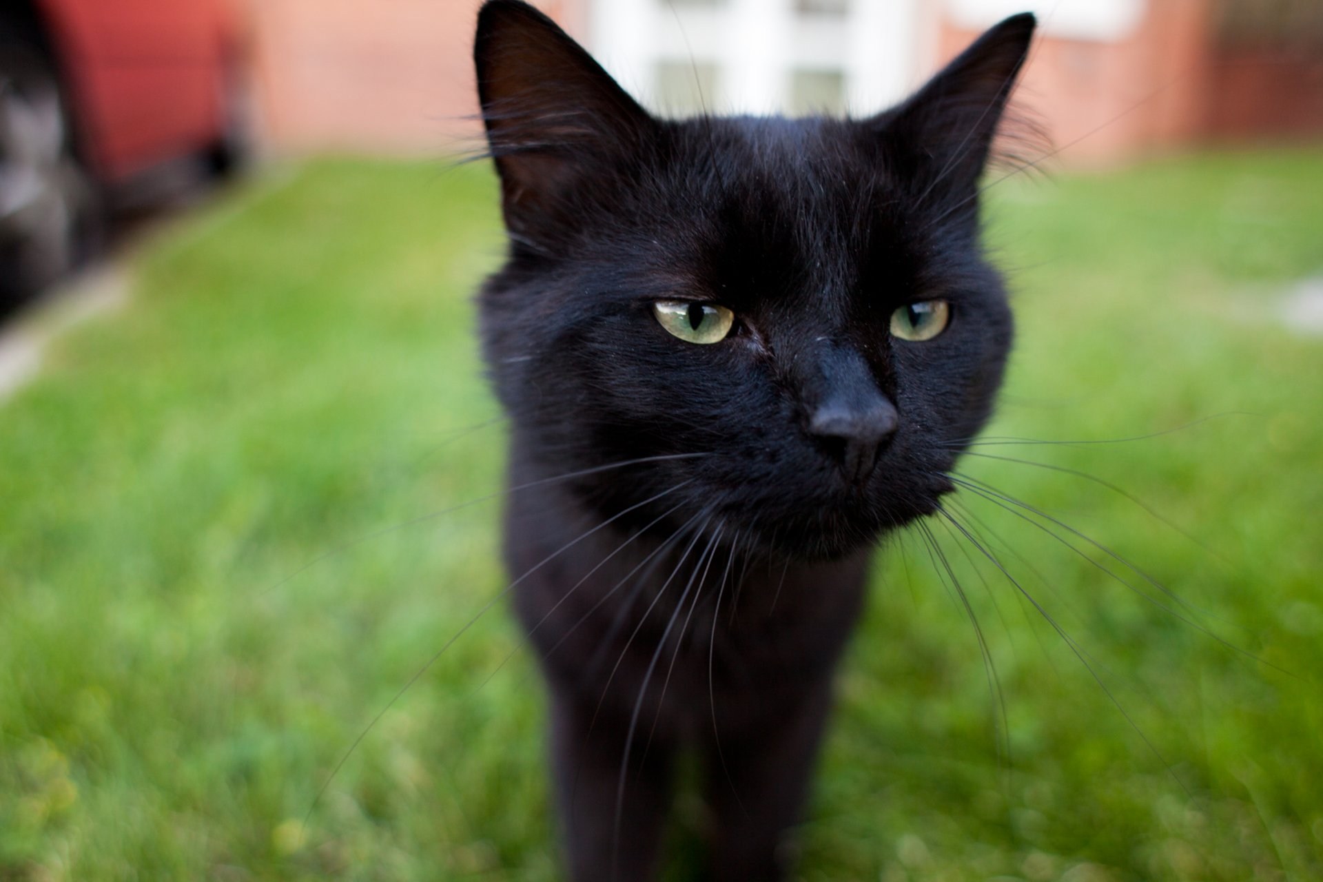 Кошка с черными усами - картинки и фото koshka.top