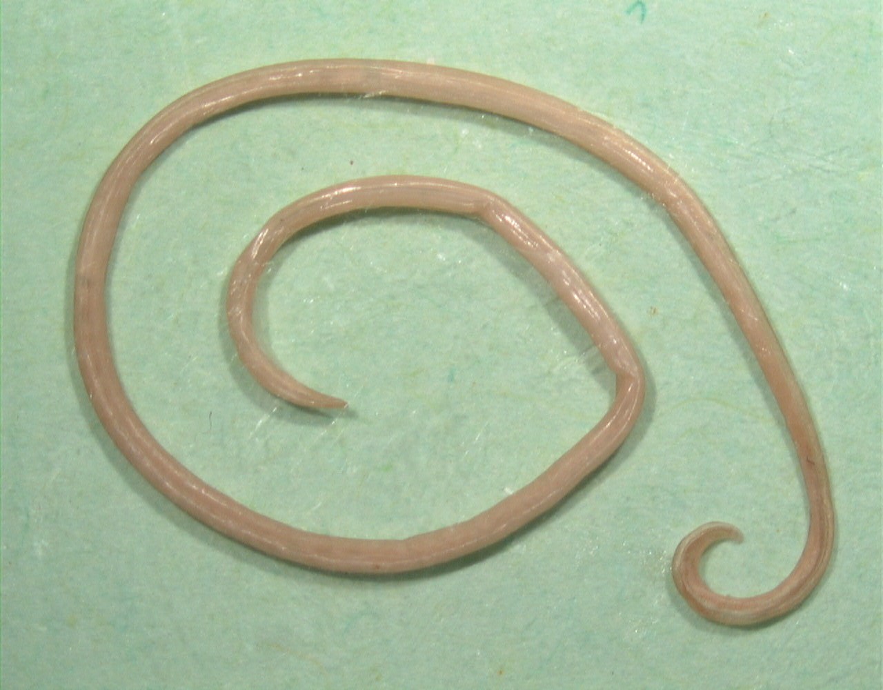 Виды глистов. Круглые черви паразиты аскарида. Паразиты аскариды аскариды в человеке. Круглый черви нематоды и аскариды.