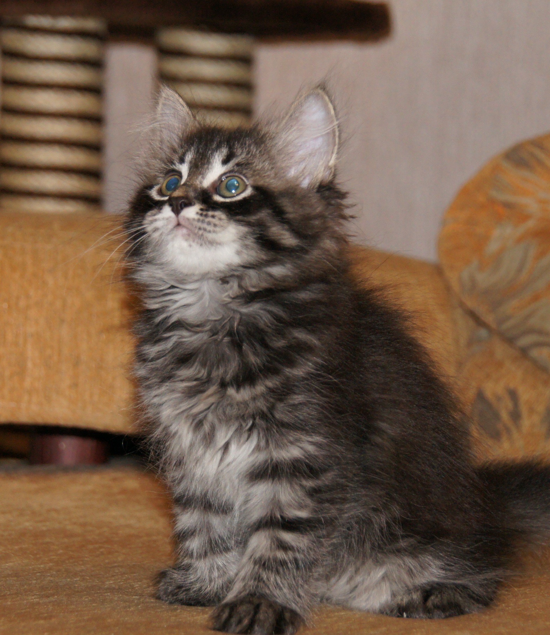 Сибирские котята 2.5 месяца