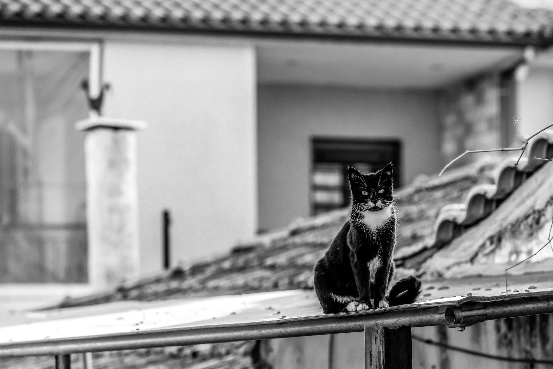Кот сидит на крыше