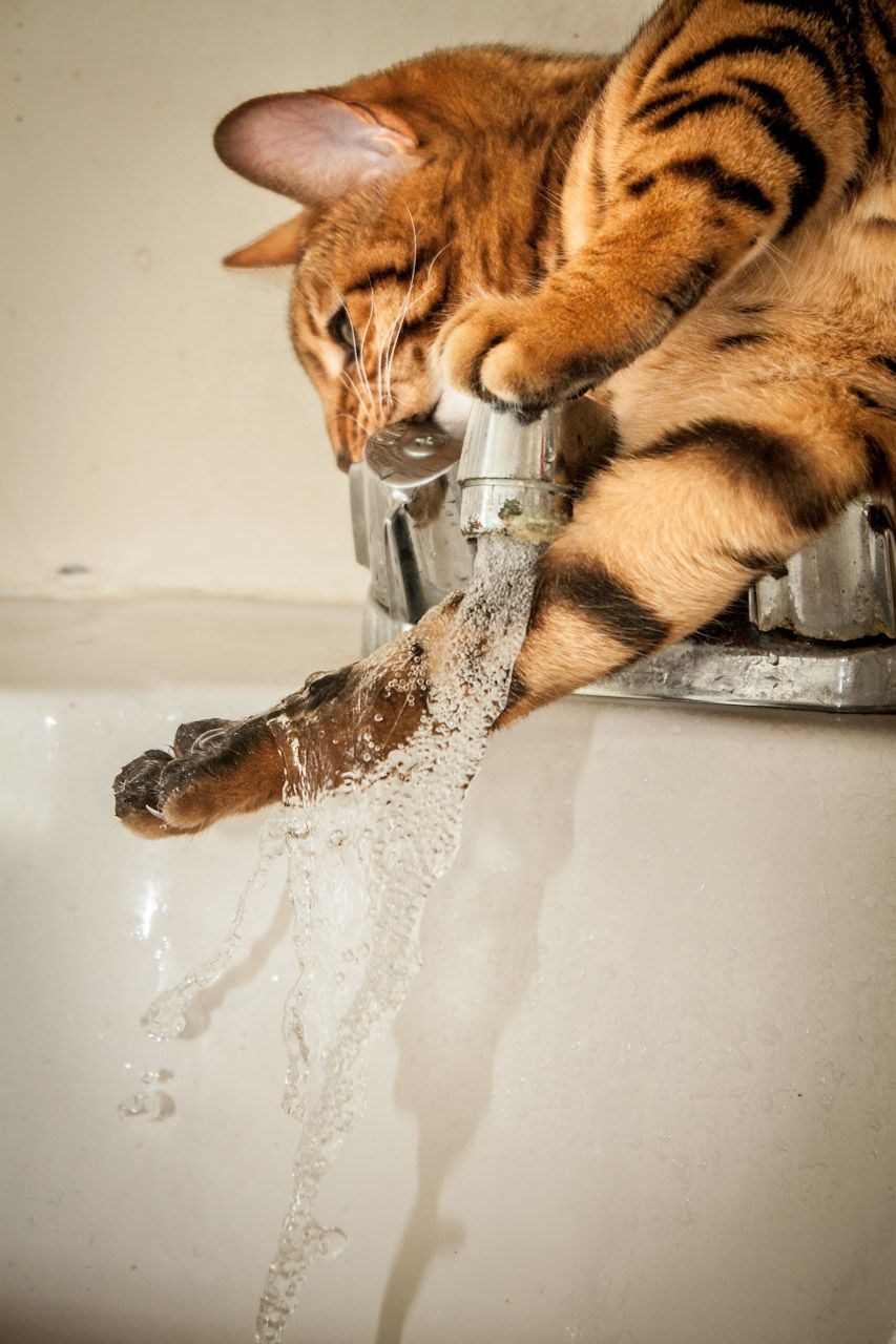 Кошки пьют лапой. Коты умываются. Кот умывается под краном. Животное умывается. Мытье животных.