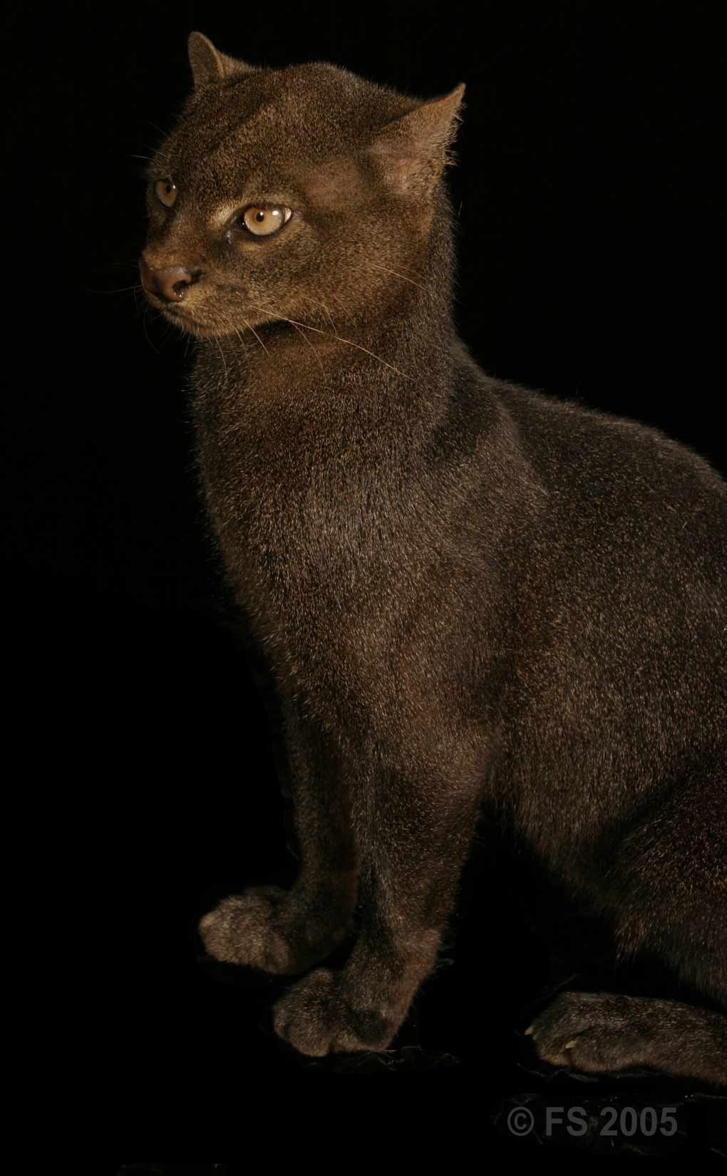 Ягуарунди кошка