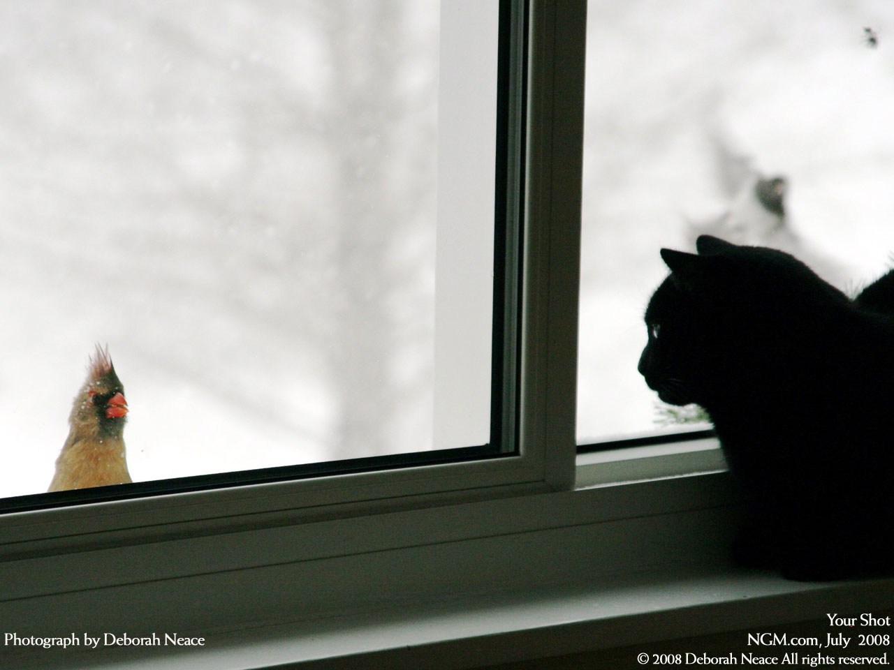 Стучит подоконник. Кошка на окне. Кот на подоконнике. Птица на подоконнике. Черная кошка на окне.