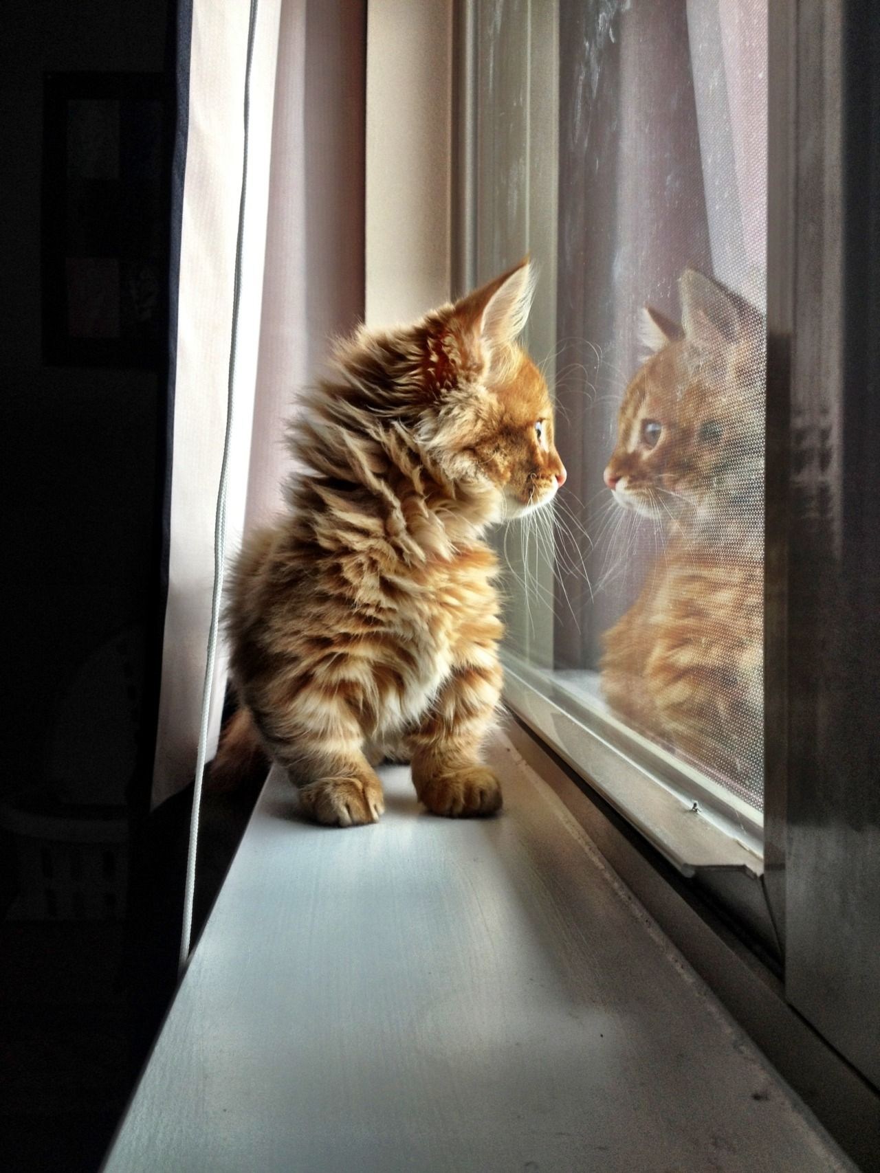 Скучающий у окна. Котик на подоконнике. Кот на окне. Кот ждет. Кошка на подоконнике.