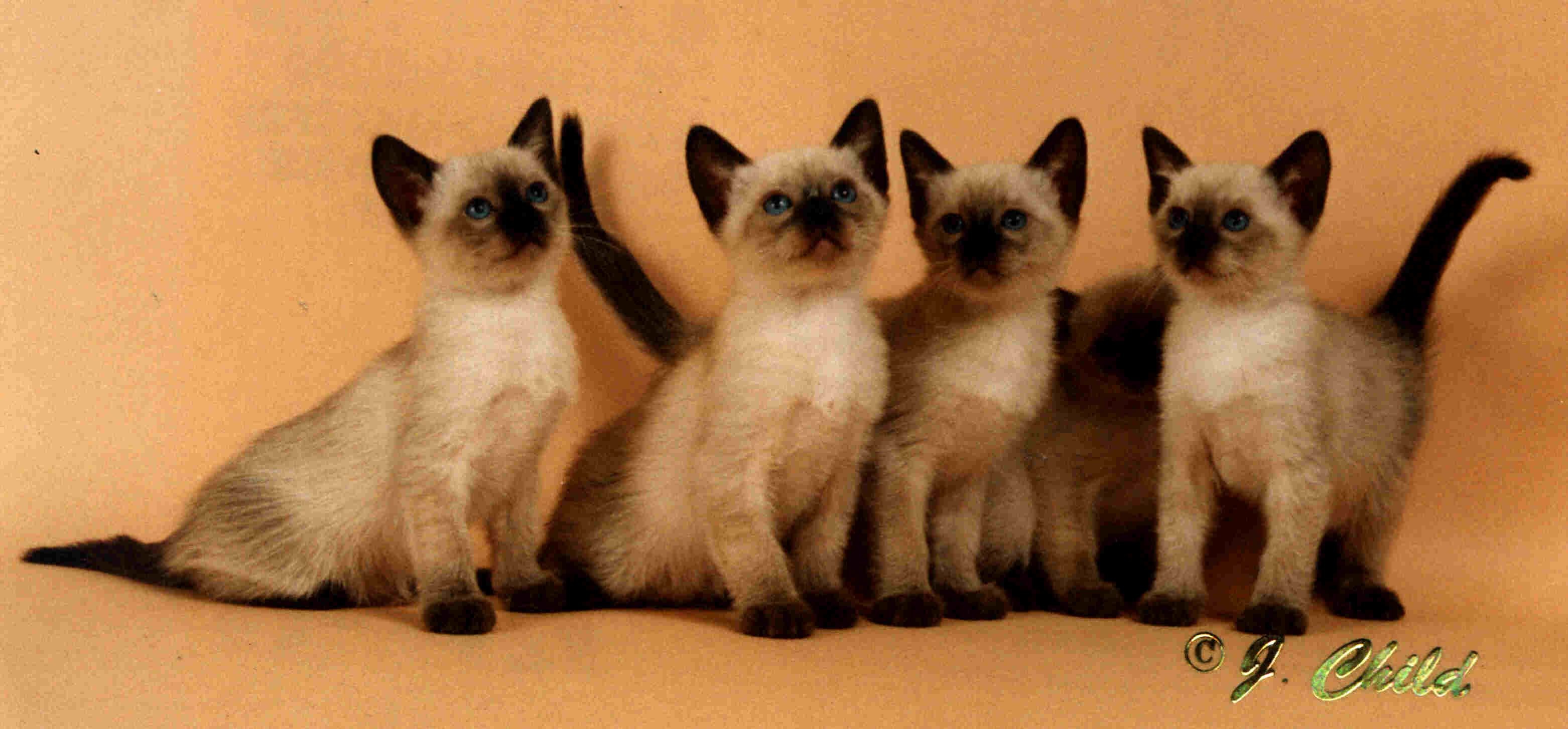 Выставка сиамских кошек