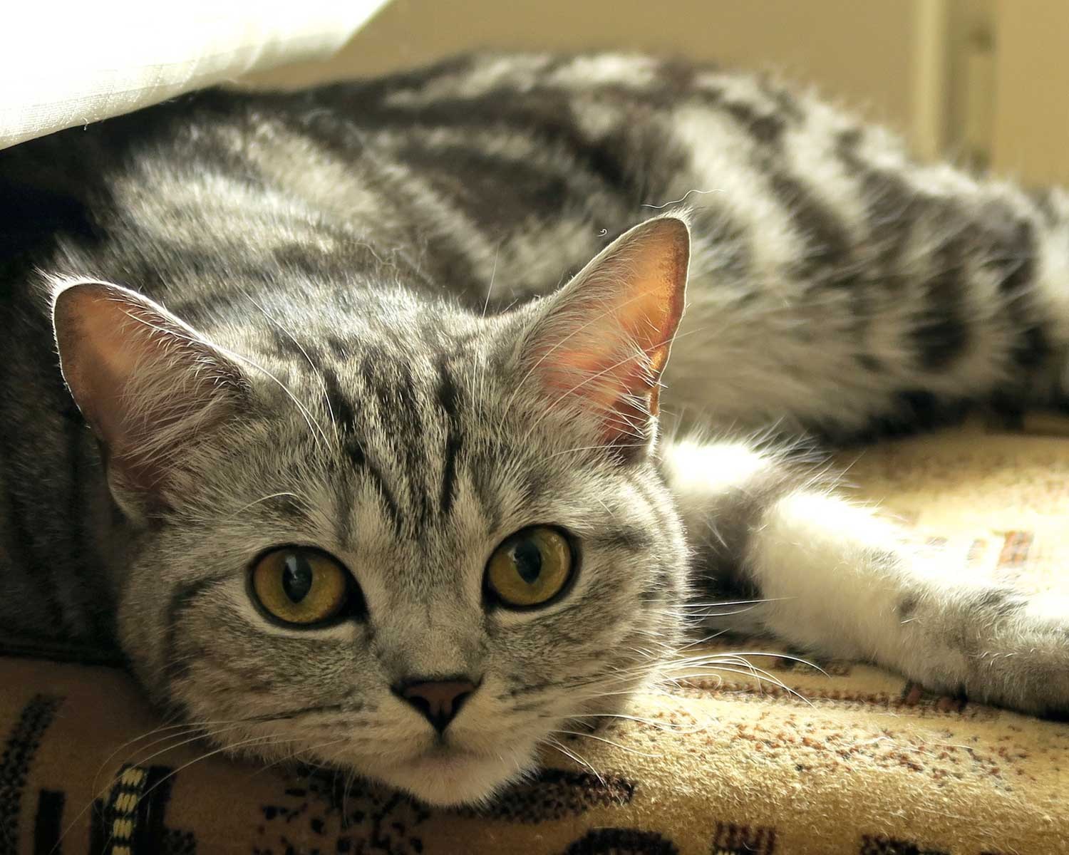 Шотландская кошка прямоухая полосатая - картинки и фото koshka.top
