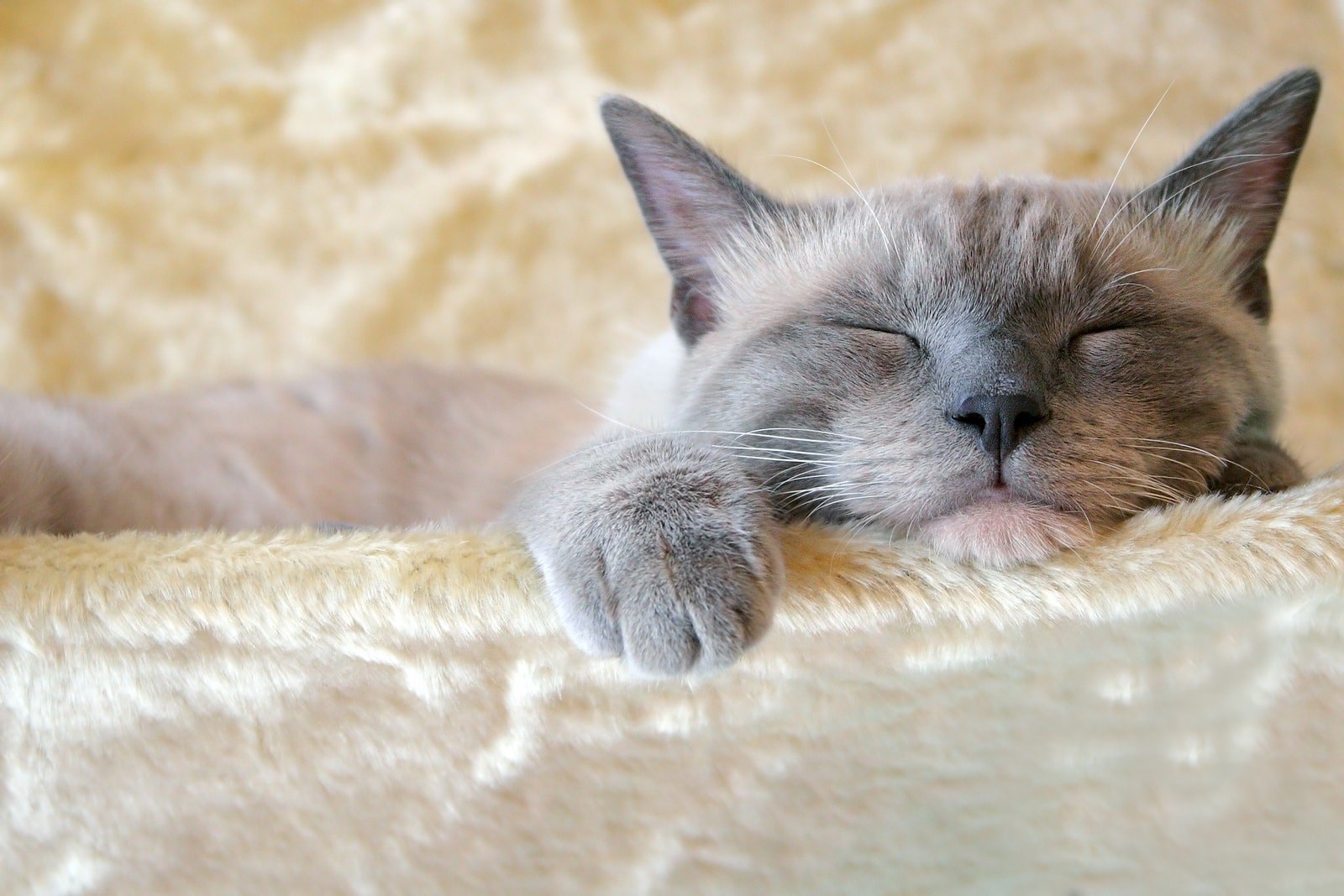 Включи видео cat nap. Спящий кот. Спящие коты. Сонный котик.