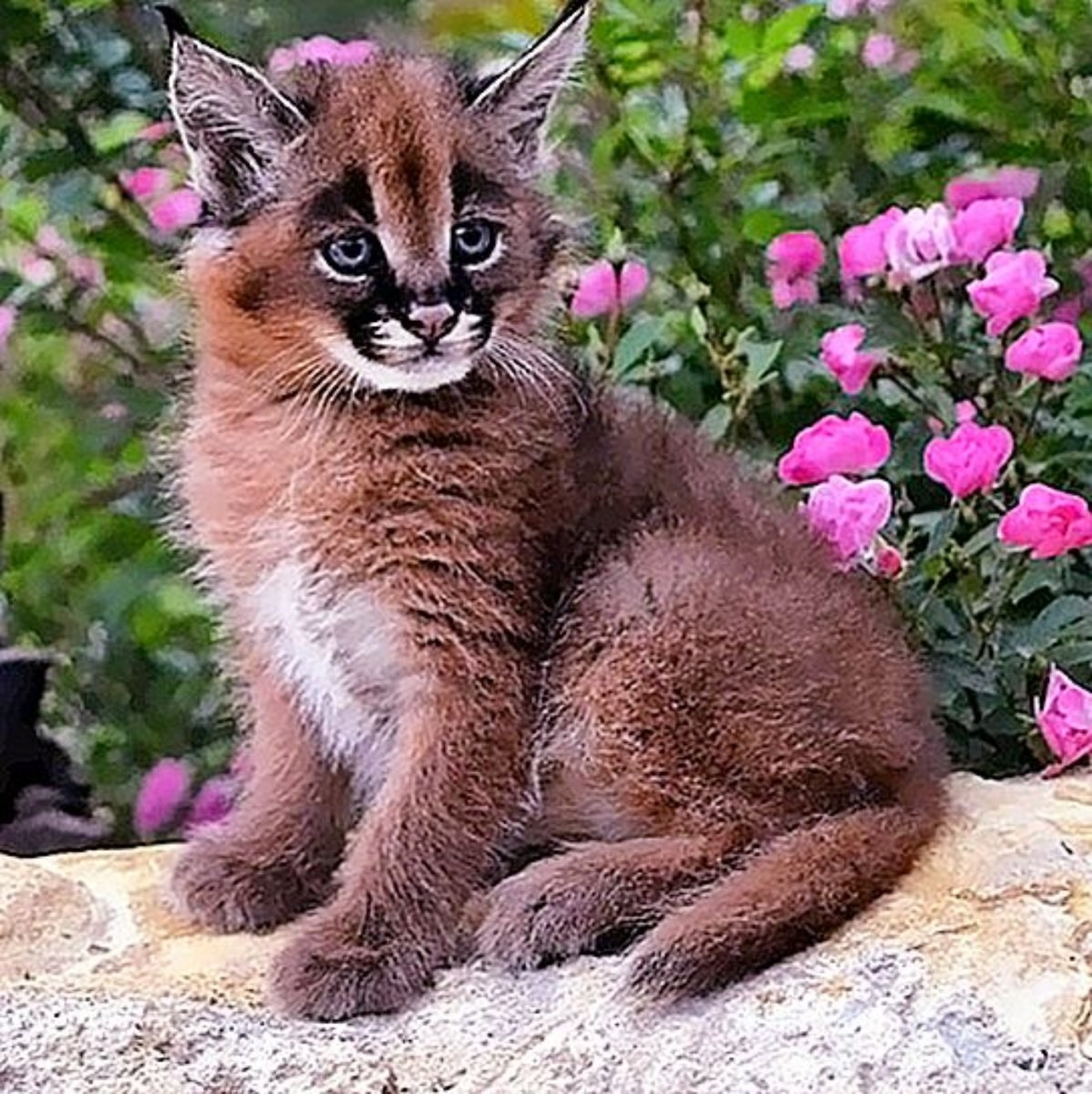 Купить котенка каракала цена. Каракал меланист. Чёрный каракал. Каракал котенок. Карликовый каракал.