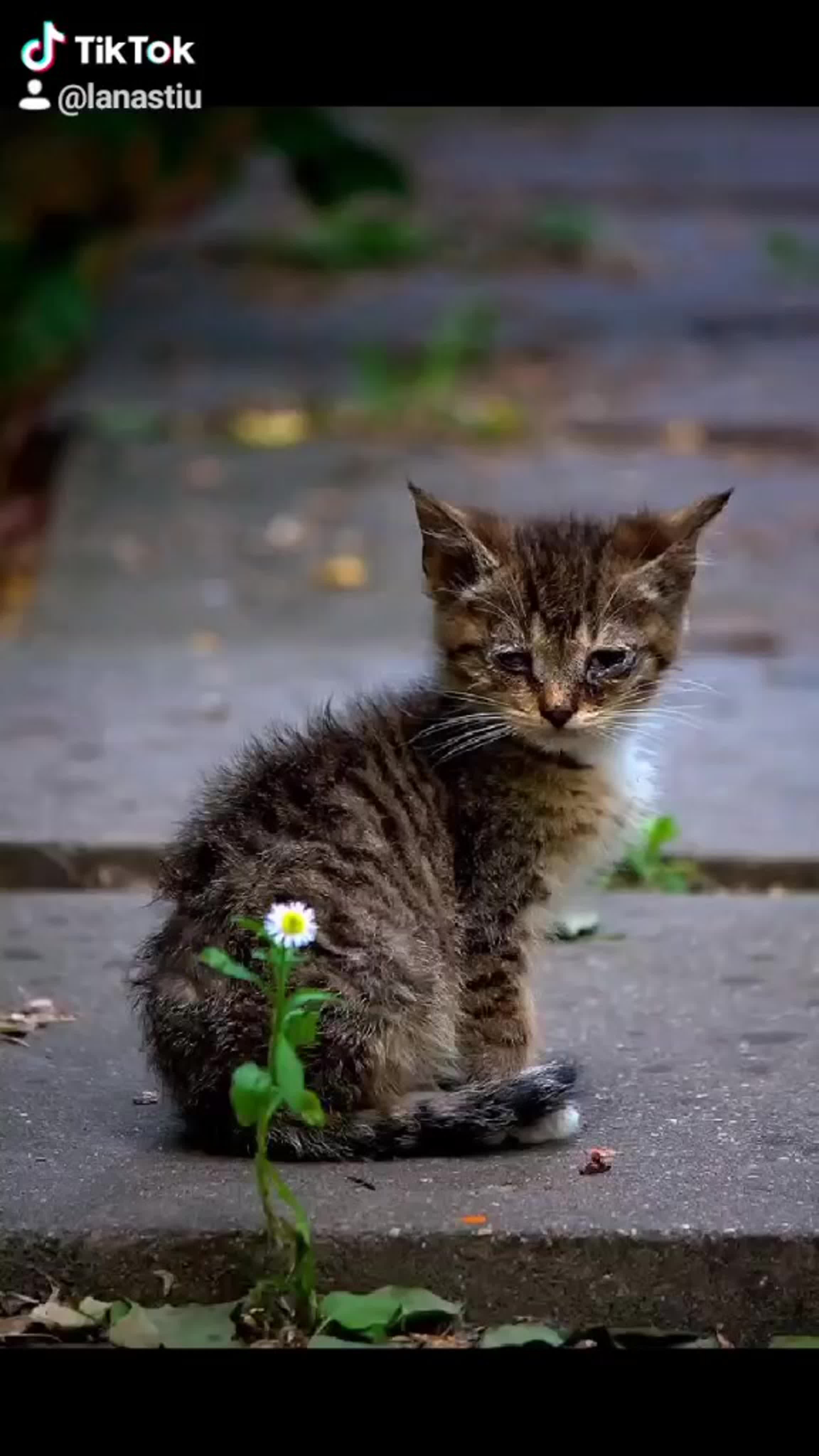 Жалкая кошка. Бездомный кот. Брошенный котенок. Уличные коты. Котенок на улице.